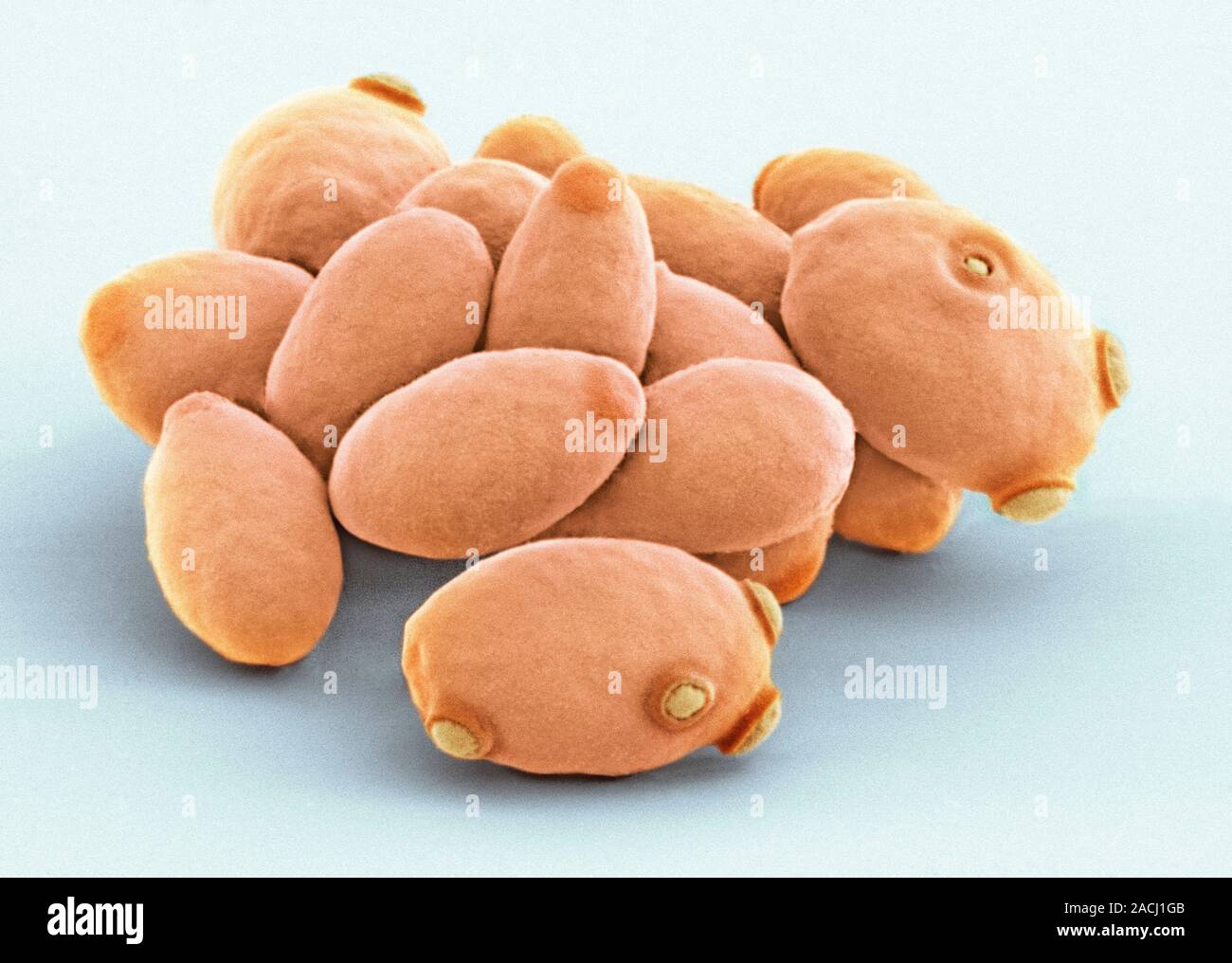 Yeast cells. Coloured scanning electron micrograph (SEM) of cells of