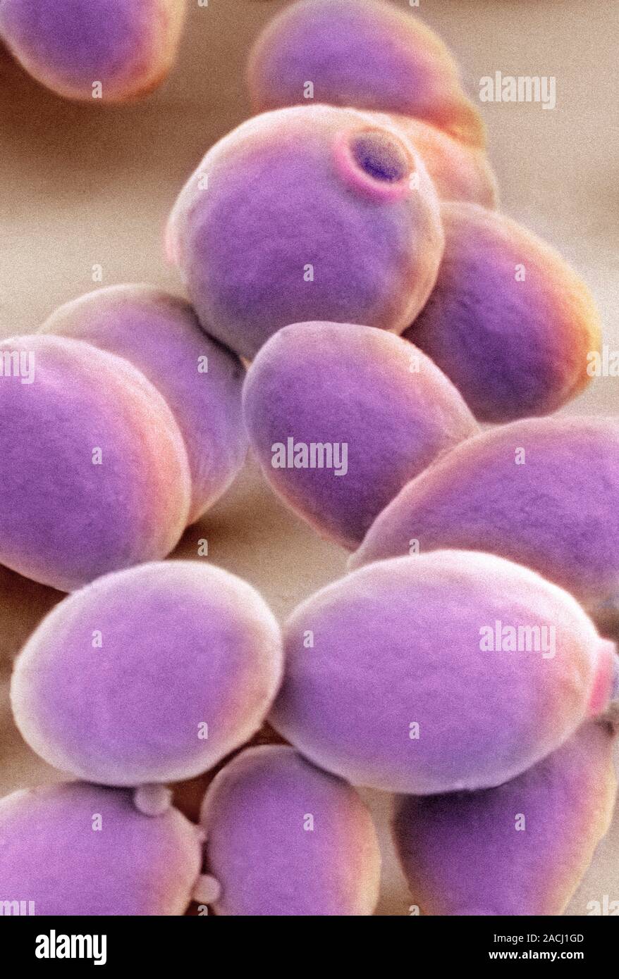 Yeast cells. Coloured scanning electron micrograph (SEM) of cells of