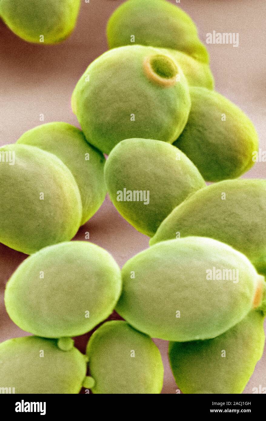 Yeast cells. Coloured scanning electron micrograph (SEM) of cells of