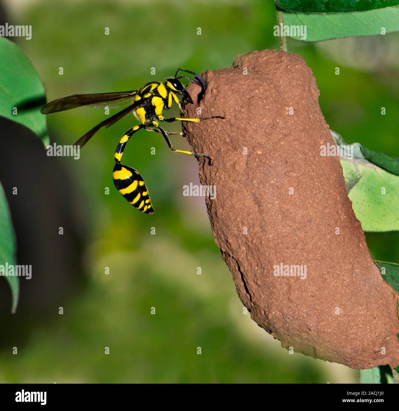 Potter wasp (Eumenes flavopicta) with its nest. Potter, or mason, wasps