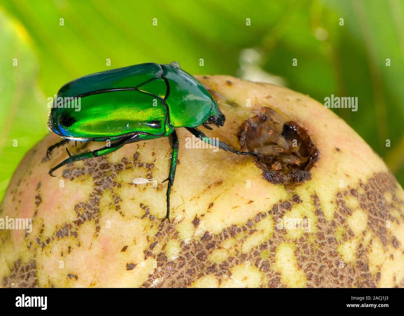 Flower chafer beetles. Flower chafer (Heterorrhina elegans) and its