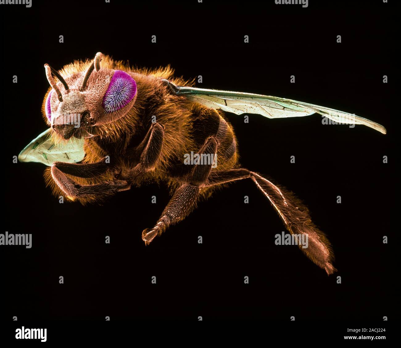 Female worker honey bee (Apis mellifera), coloured scanning electron ...