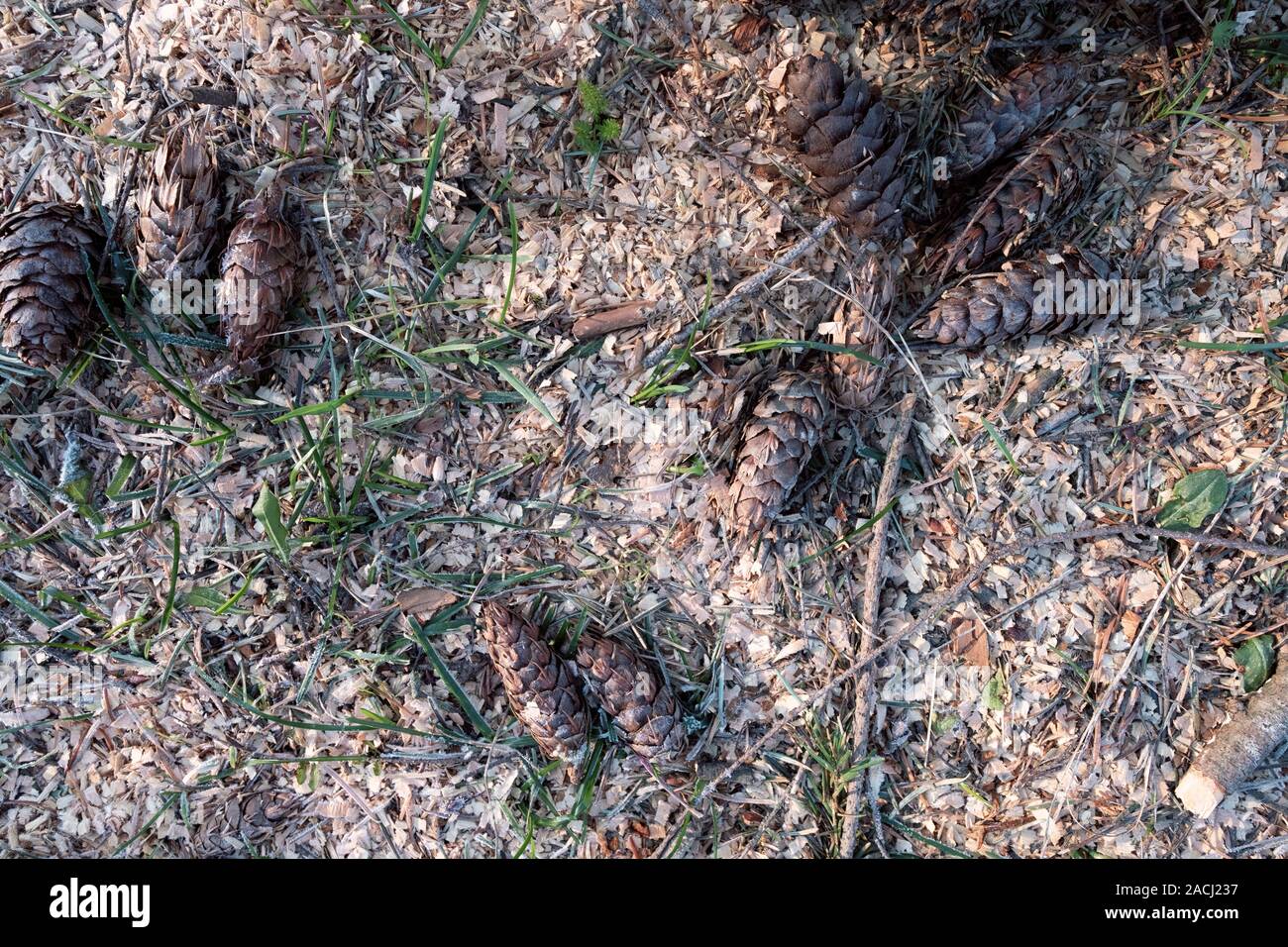 Natural background ann texture pine cones,sawdust on the soil surface. Stock Photo