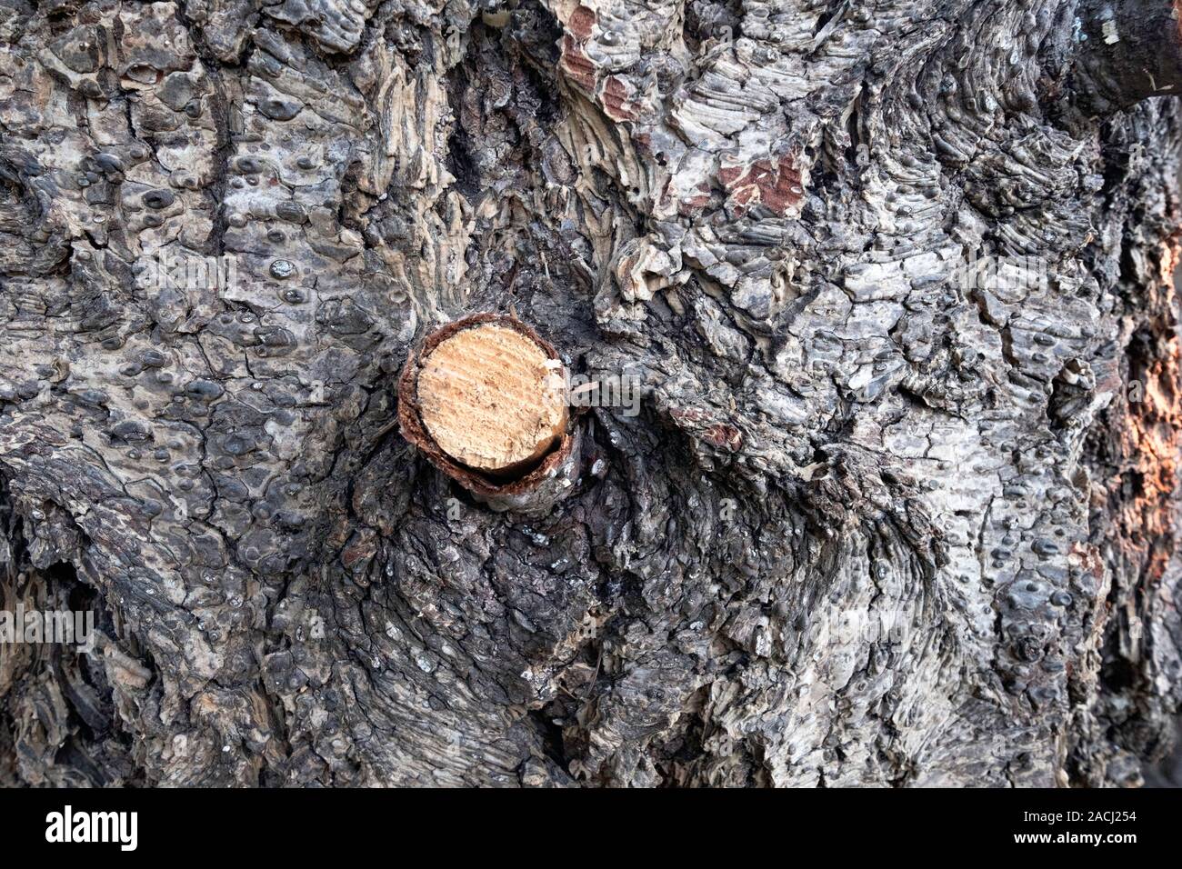 Natural wooden background bark of the tree with scratches and cut