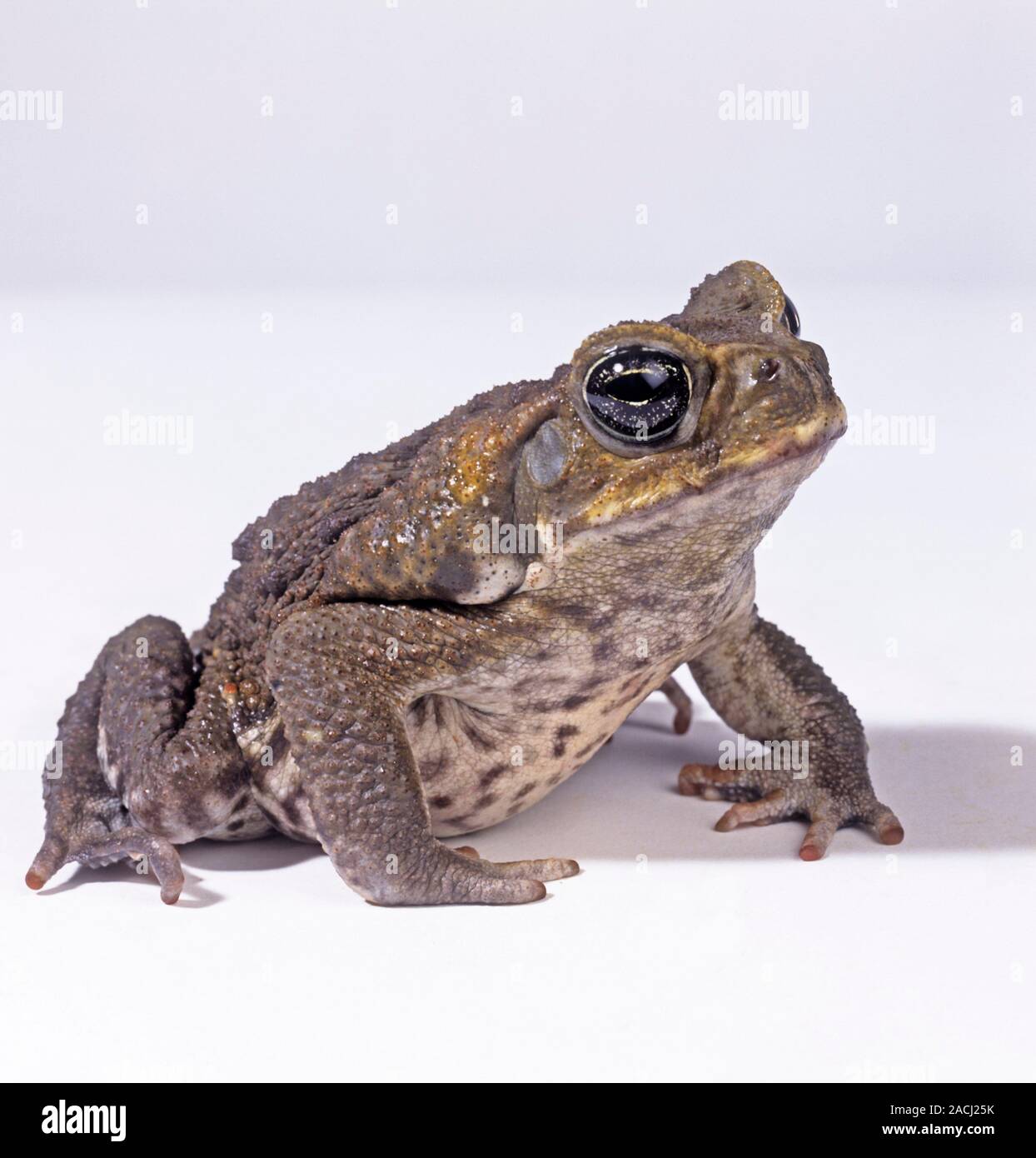 Cane toad (Bufo marinus). This poisonous toad is native to South