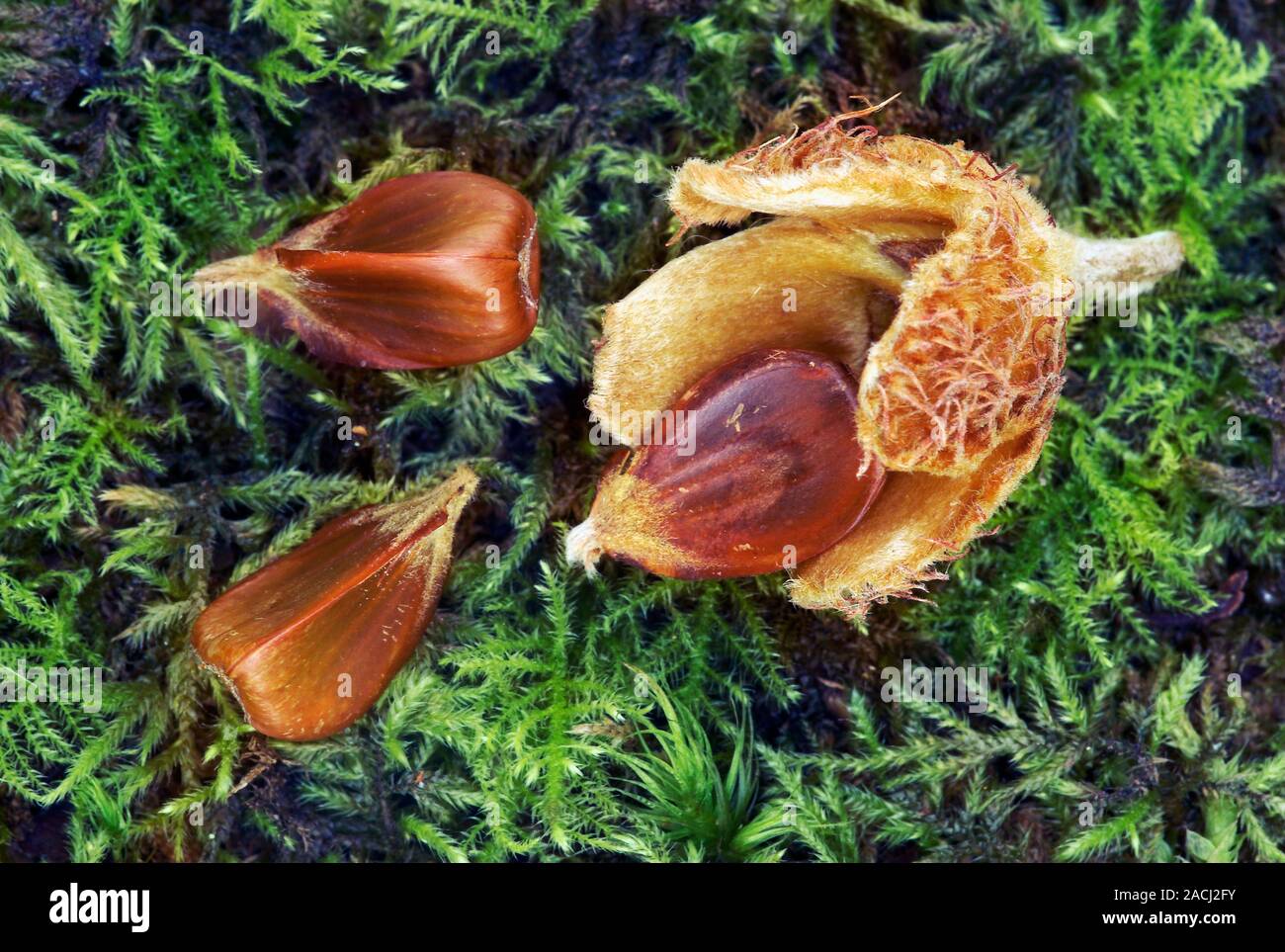 Beech nuts. Fallen fruits of a beech (Fagus sylvatica) tree and the