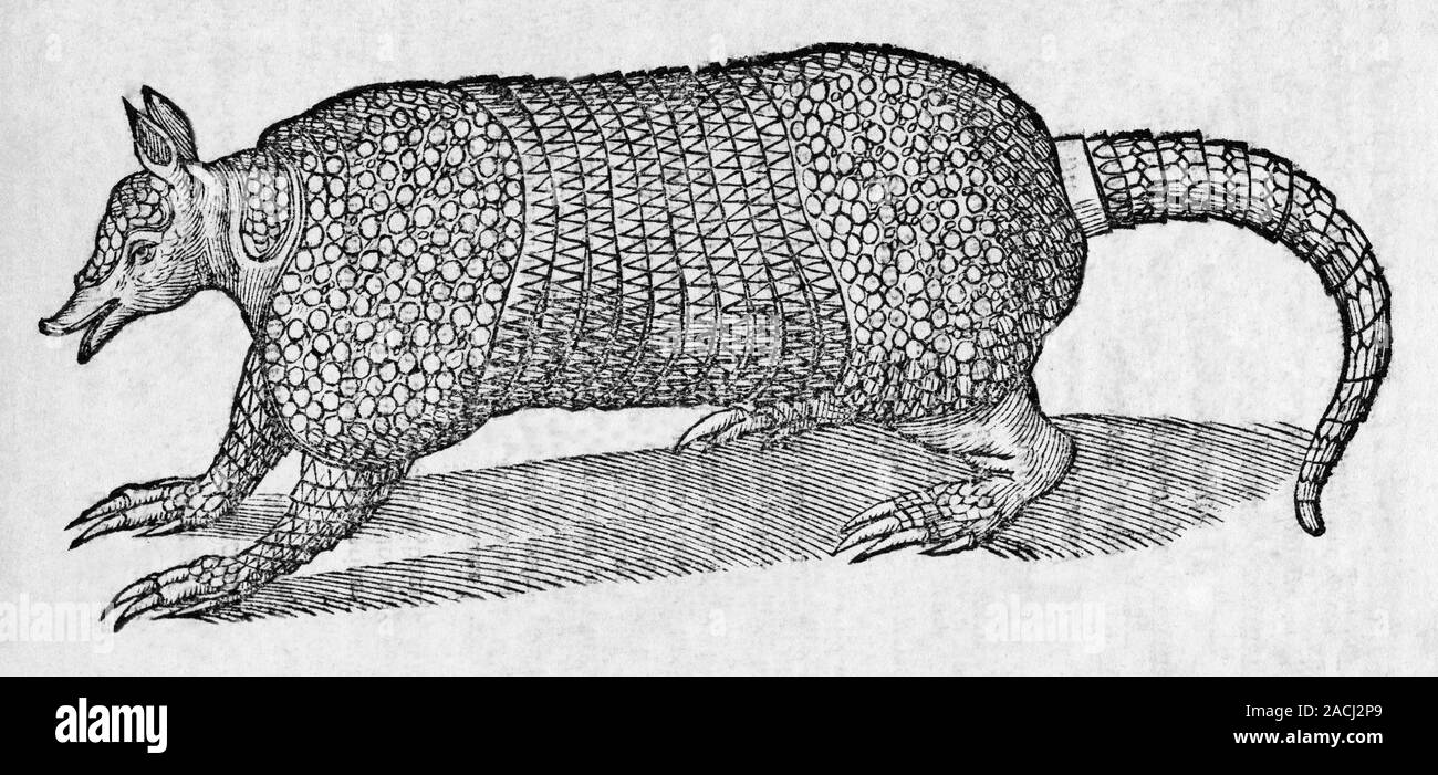 Armadillo. Woodcut illustration of an armadillo (family Dasipodidae(05)
