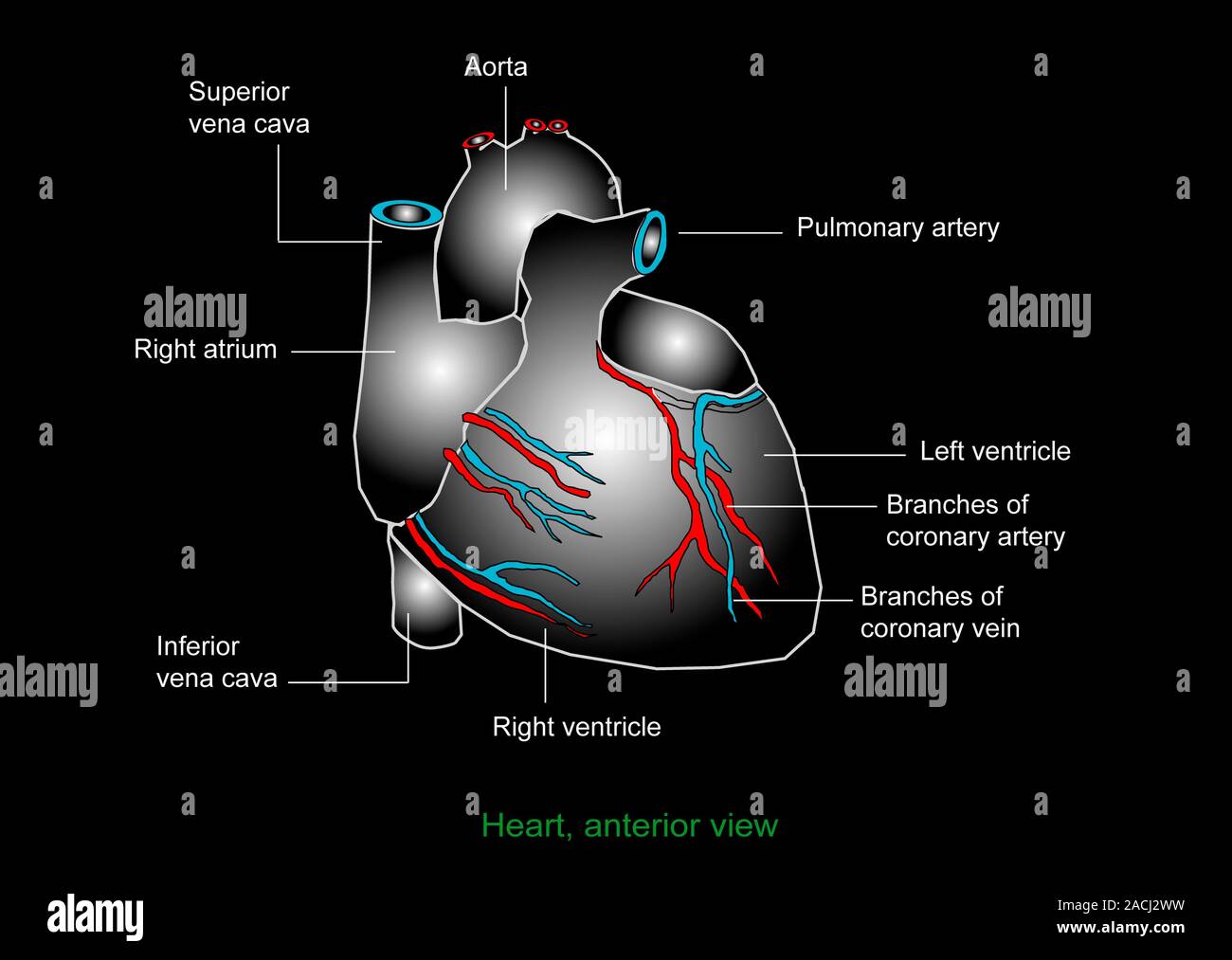 Heart anatomy, artwork. The heart is a hollow muscle that pumps blood