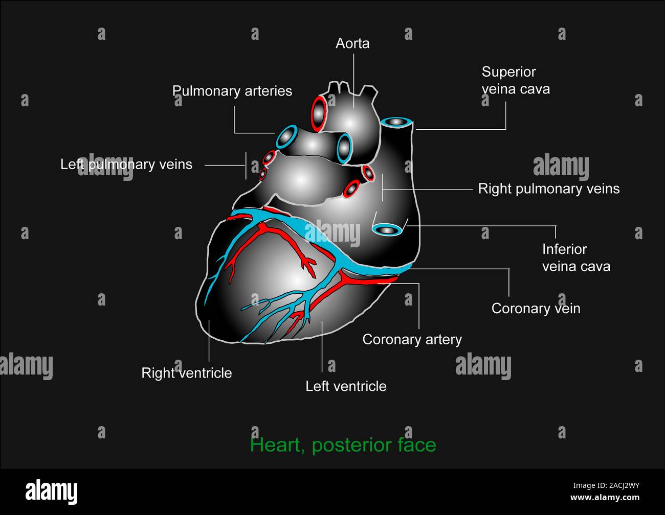 Heart anatomy, artwork. The heart is a hollow muscle that pumps blood