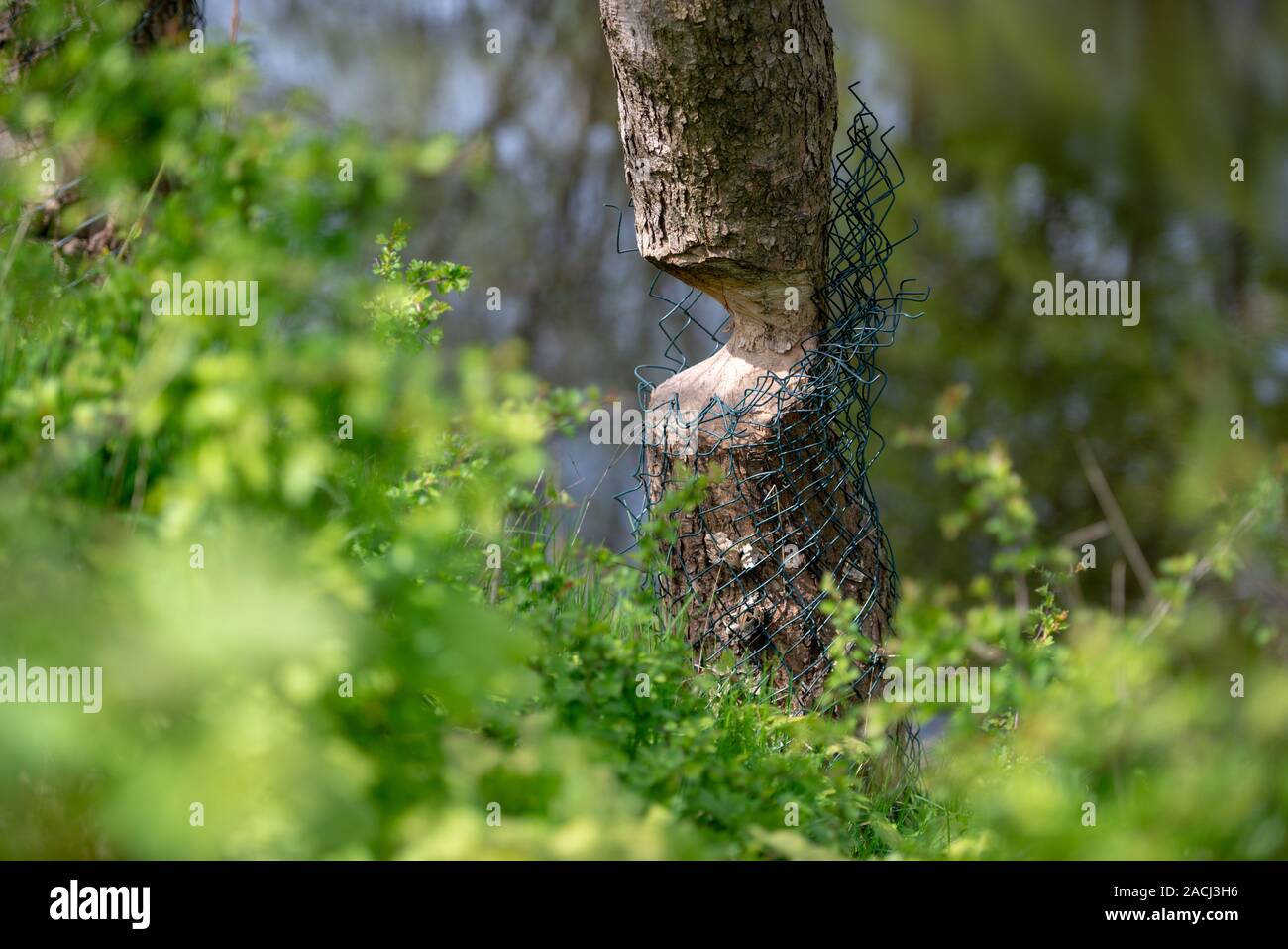 Tree bitten beaver fall hi-res stock photography and images - Alamy