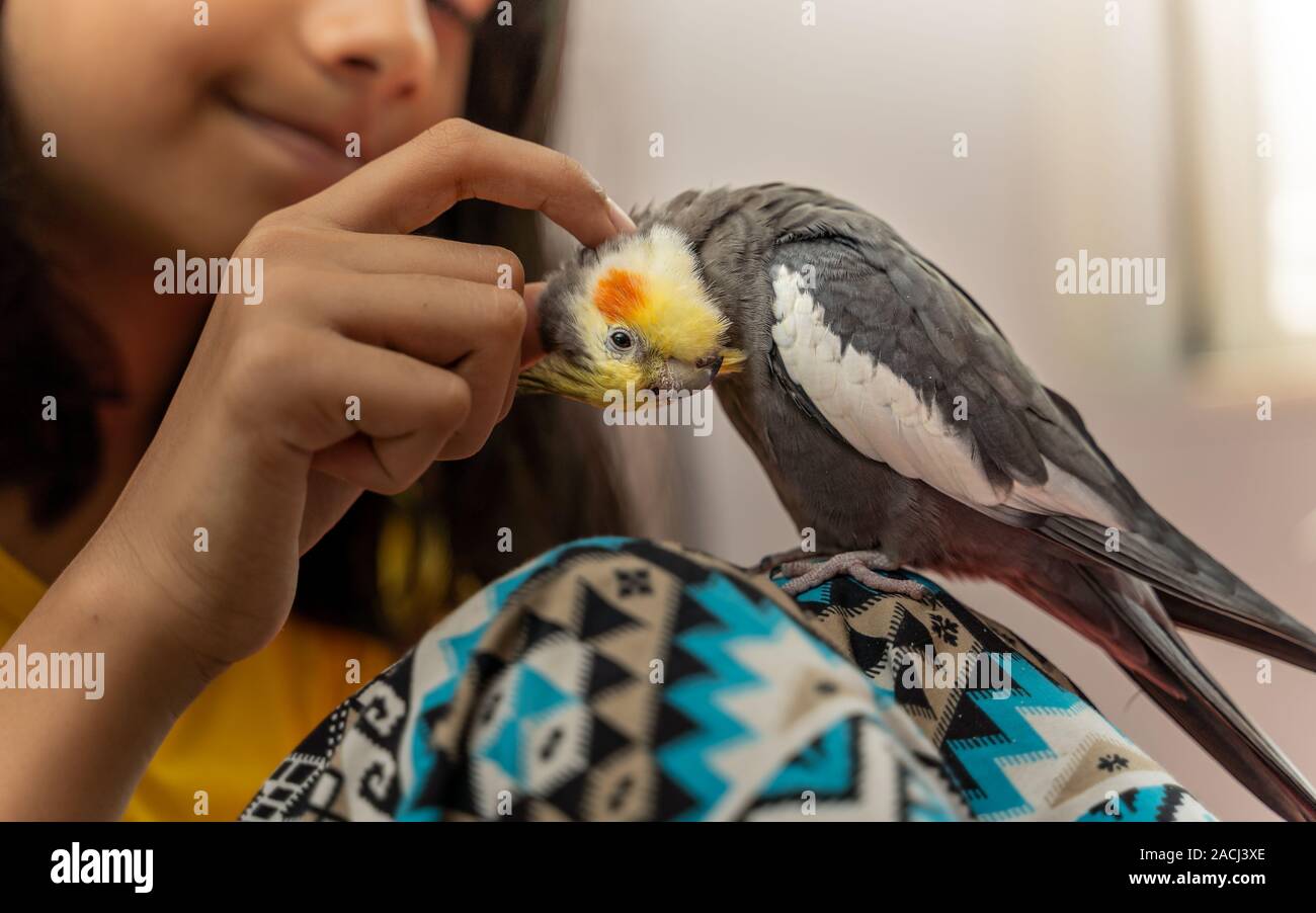 Girl petting a pet cockatiel bird showing love Stock Photo