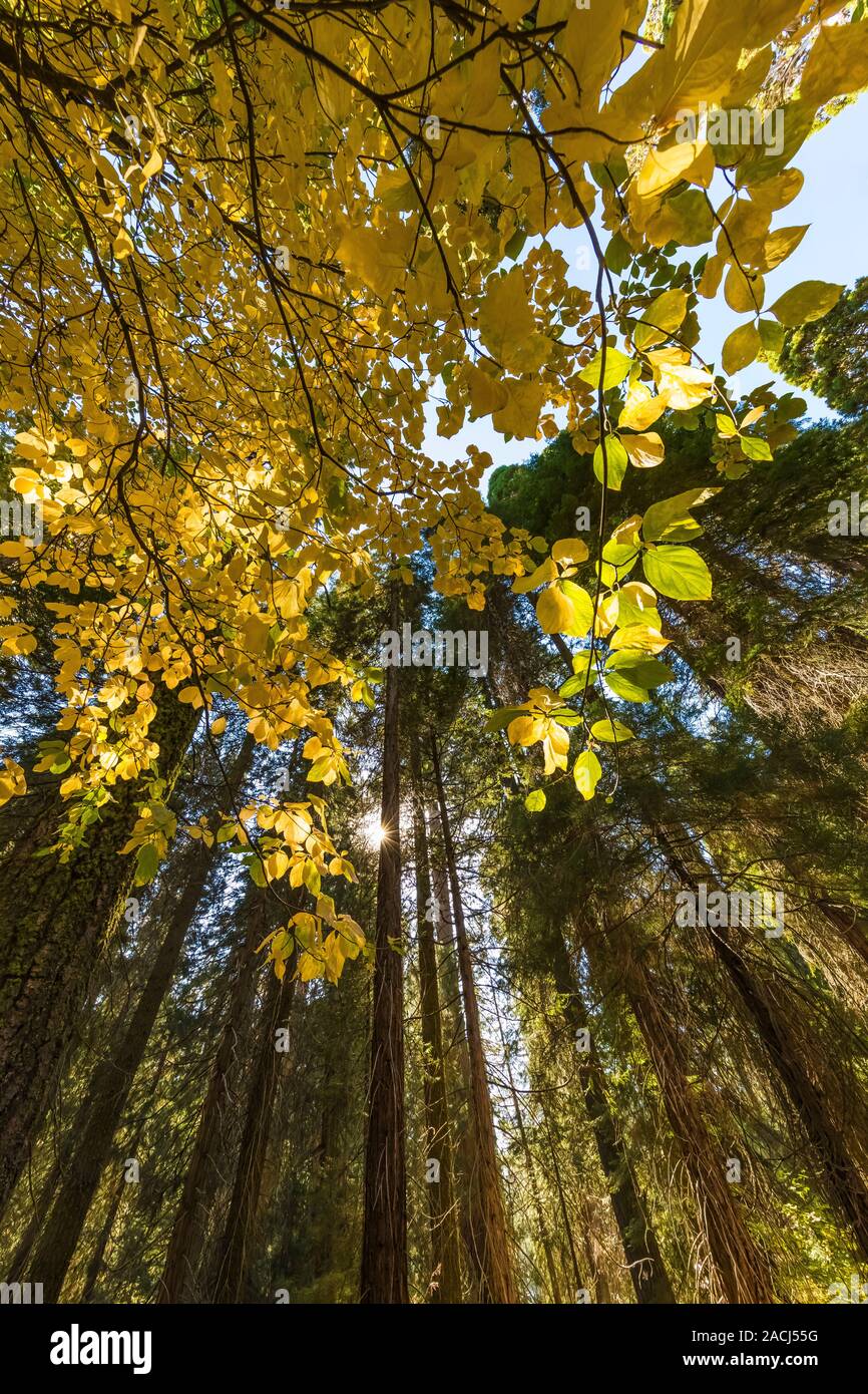 Giant Sequoia, Sequoiadendron giganteum, grove in Kings Canyon National Park, California, USA Stock Photo