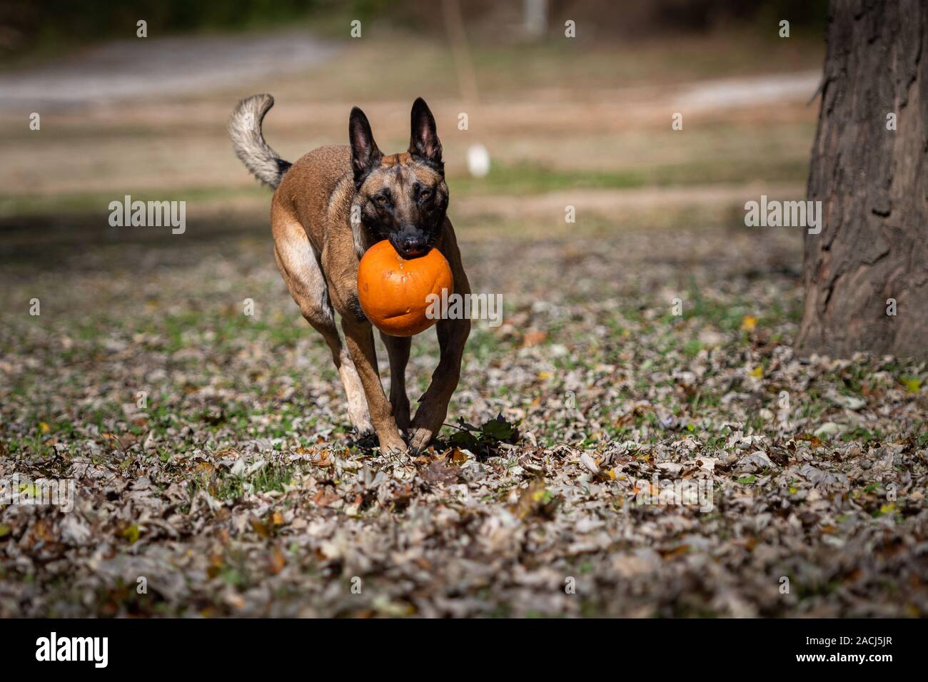 Belgian Malinois dog carrying a pumpkin Stock Photo