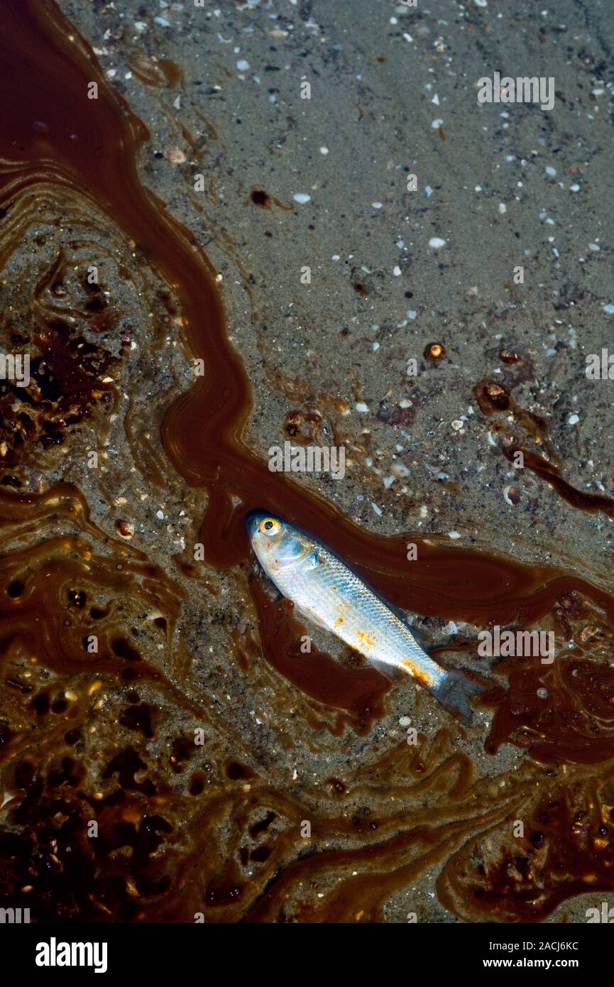 Oil poisoned minnow dying on a beach. Minnow dying as a result of the 2010 oil spill in the Gulf