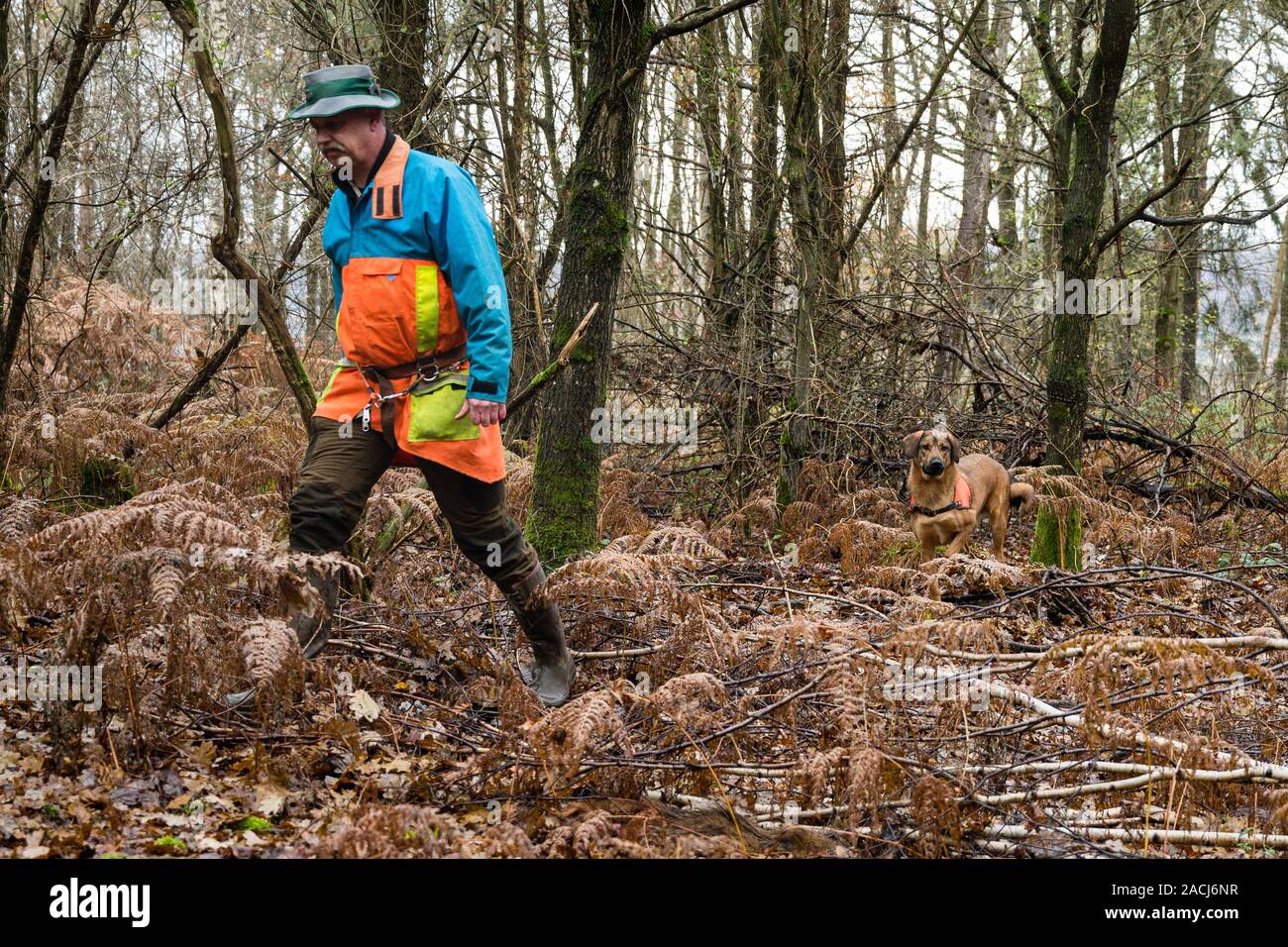 Wadgassen, Germany. 29th Nov, 2019. Hunter René Wiese and his dog Otto go for a walk in the woods. Otto is trained to detect dead feral pigs to be tested for the African swine fever virus (ASP). (for dpa: "First wild boar carcass search dogs for African swine fever outbreak at the start") Credit: Oliver Dietze/dpa/Alamy Live News Stock Photo