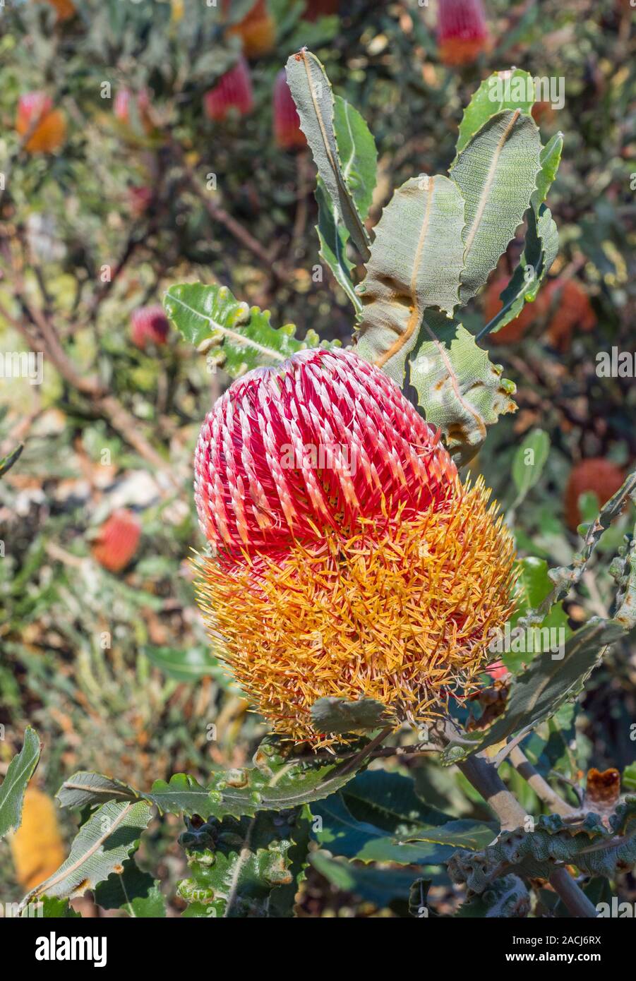 Banksia is a genus of around 170 species in the plant family Proteaceae. Stock Photo