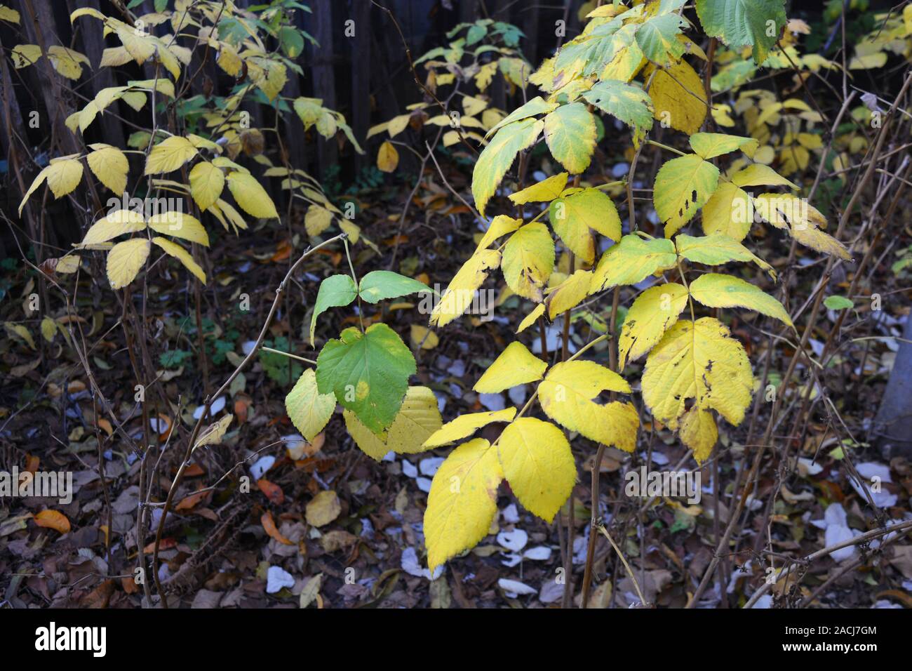 Green Yellow Large Autumn Raspberry Leaves On Raspberry Branches In A Raspberry Stock Photo Alamy