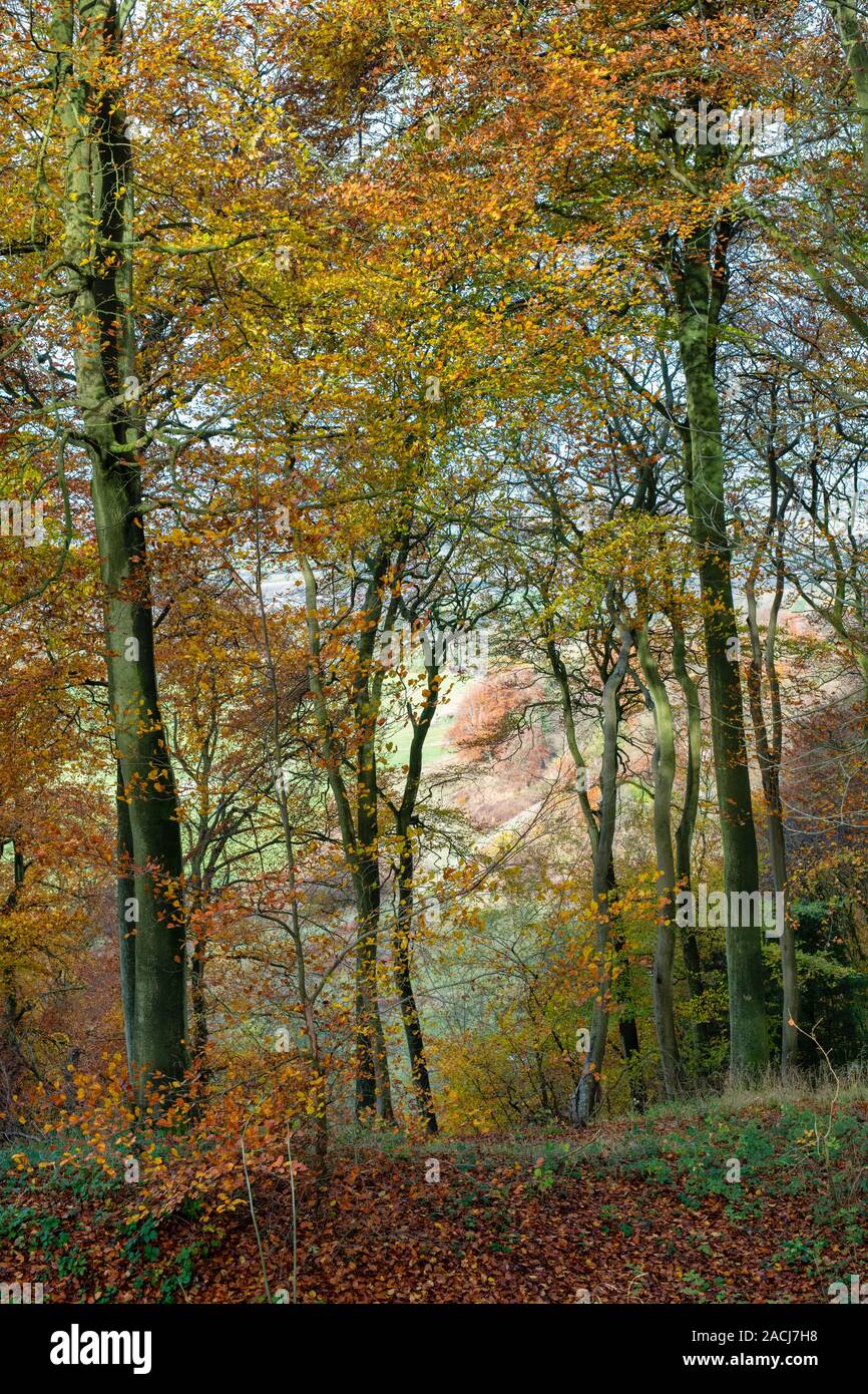 Fagus sylvatica. Beech trees in Pulpit woods in the autumn. Chilterns, Buckinghamshire, England Stock Photo