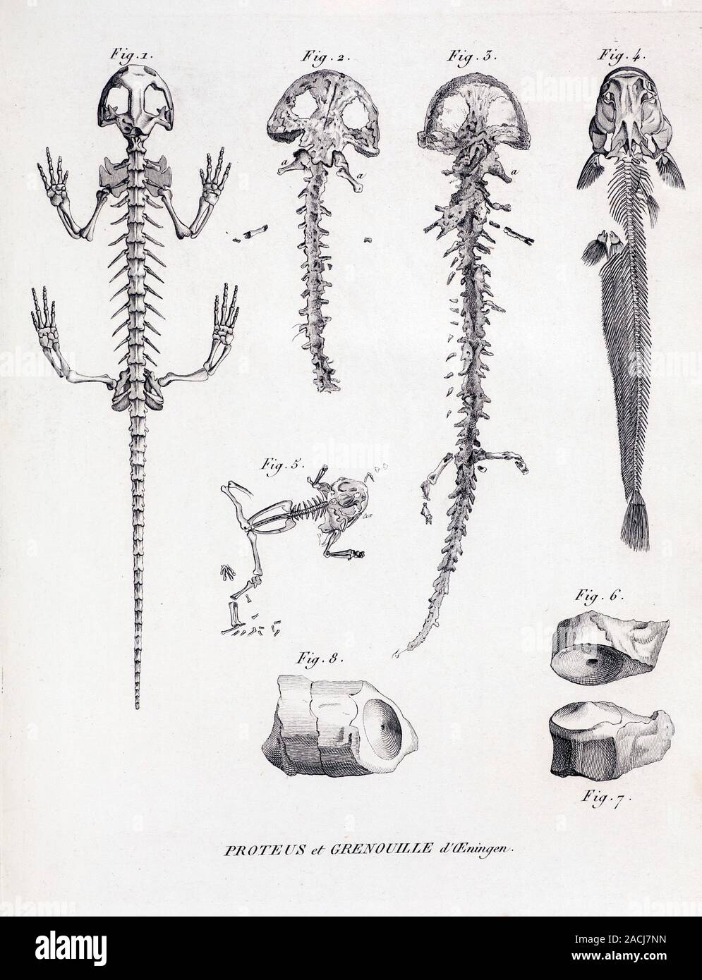 Illustration in Vol. 4 of Cuvier's Ossamens Fossiles" 1812. In 1726 Scheuchzer illustrated Homo Diluvii testis as a fossil human victim of the flood Stock Photo