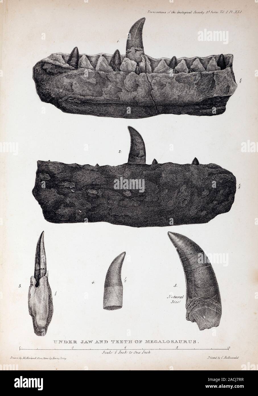 1824 Quarto Plate XLI of Megalosaurus jaw and teeth drawn by Mary