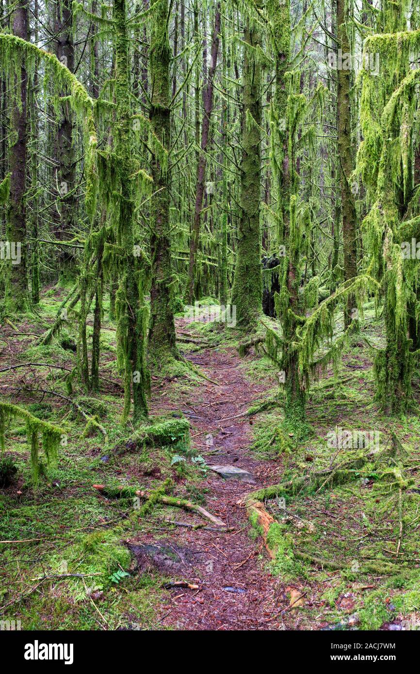 Pine trees covered in hanging moss in the woodland along next to Kennick Burn, Dumfries and Galloway, Scotland Stock Photo