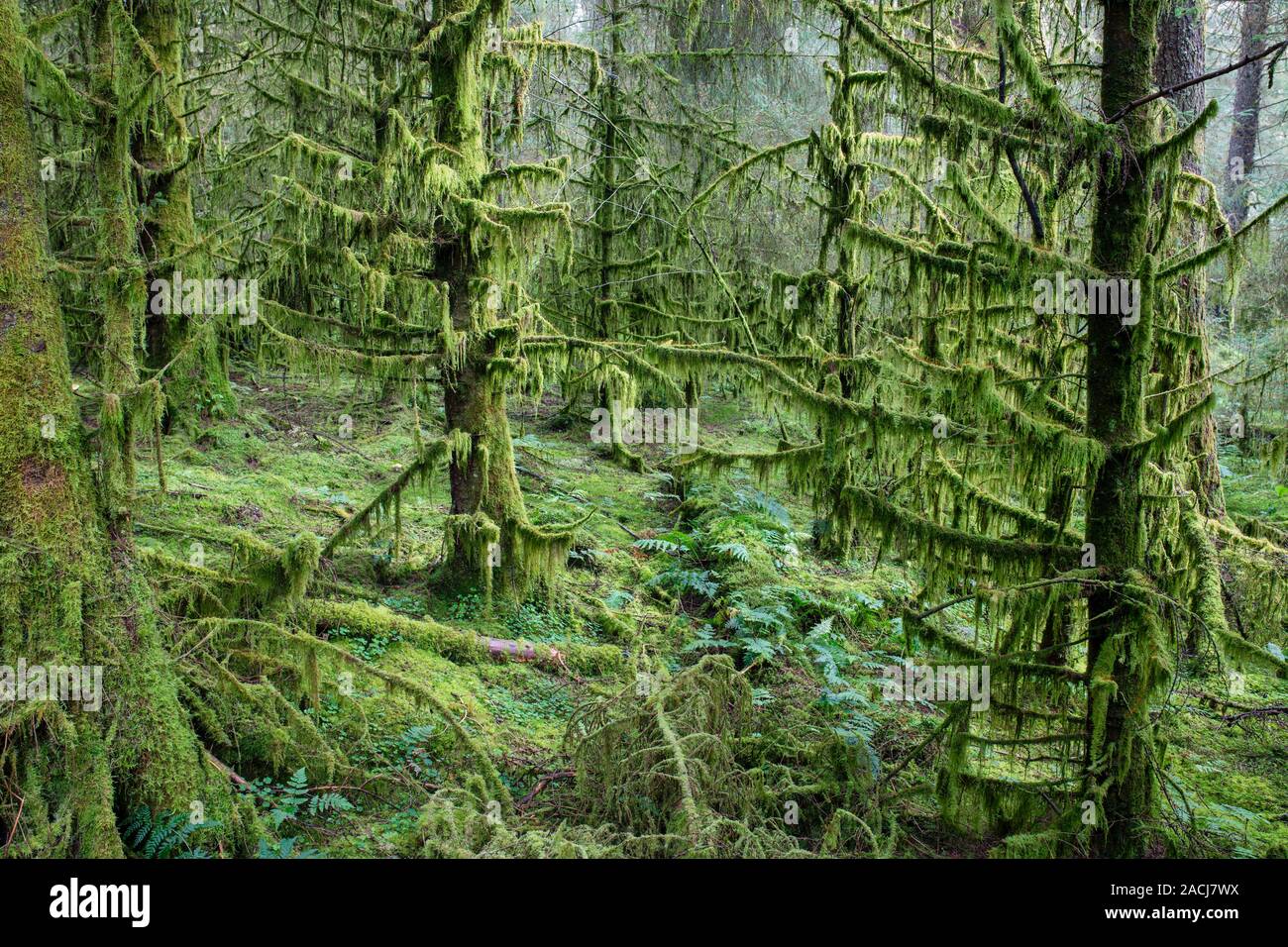 Pine trees covered in hanging moss in the woodland along next to Kennick Burn, Dumfries and Galloway, Scotland Stock Photo