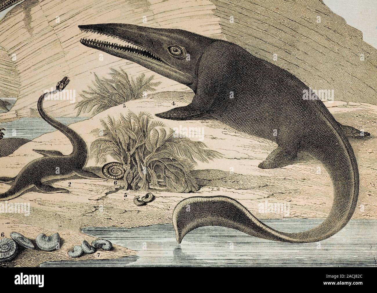 Кронозавр бермуда. На рисунке изображен плезиозавр. Самые древние животные на земле. Эласмозавр карандашом. Плезиозавр.