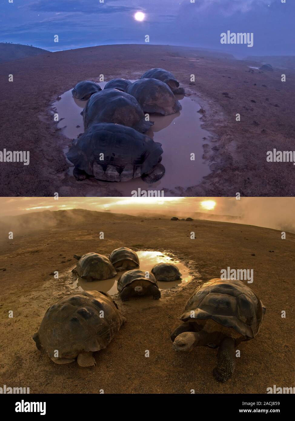 Galapagos giant tortoises (Geochelone nigra vandenburghi) gather in volcanically heated thermal