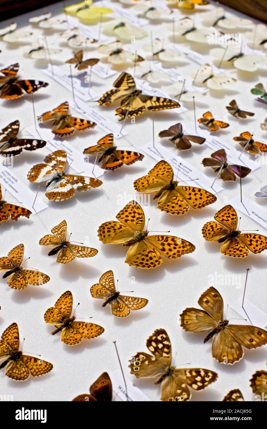 A collector's case of British butterflies with representatives of the