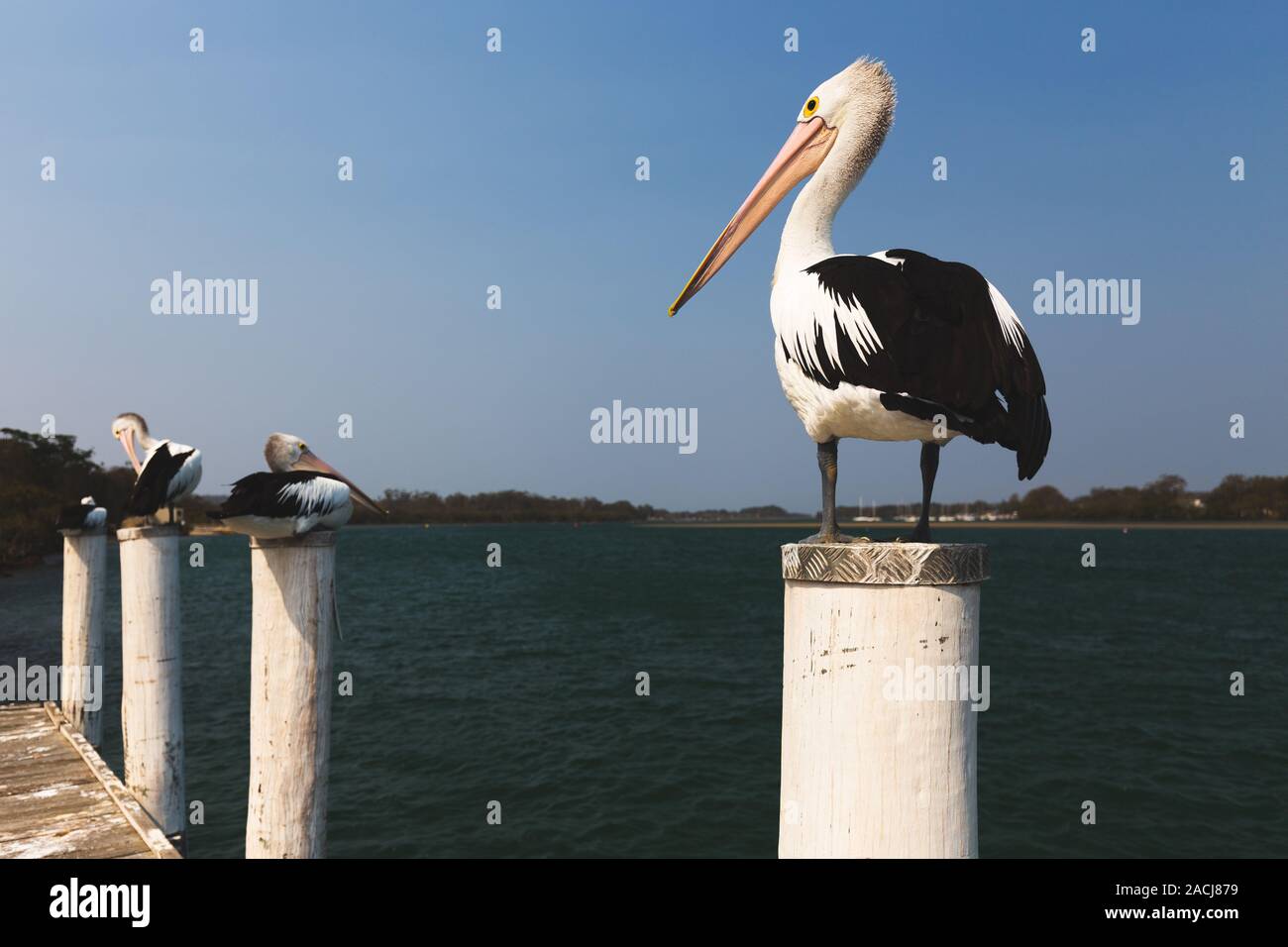 Pelicans resting on jetty pylons by river in Australia Stock Photo