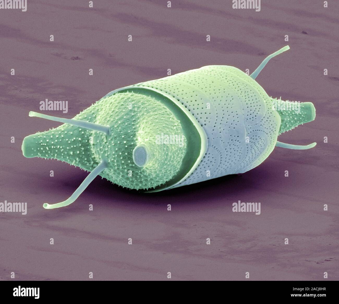 Diatom. Coloured scanning electron micrograph (SEM) of a Biddulphia sp ...