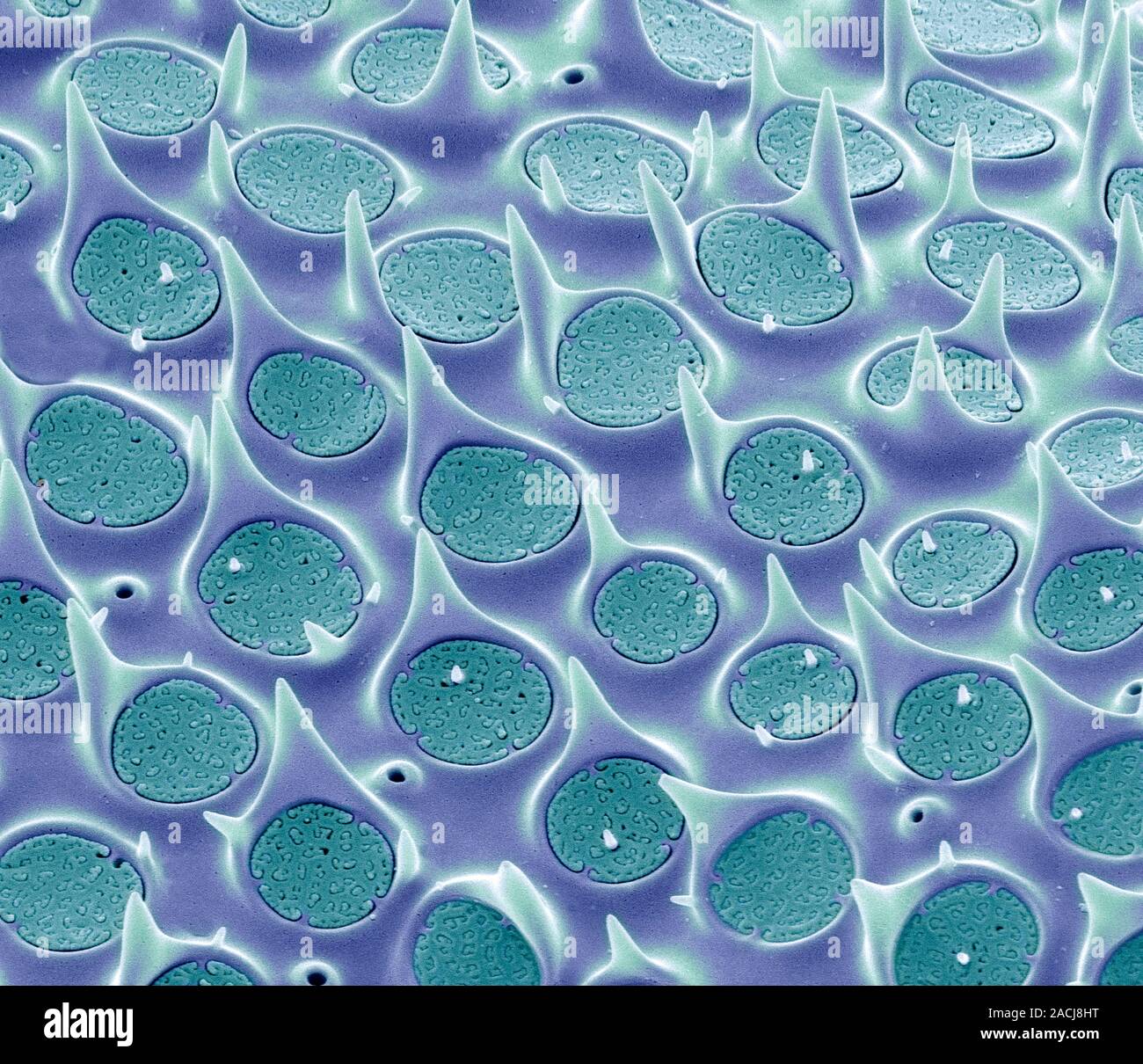 Diatom shell. Coloured scanning electron micrograph (SEM) of the shell ...