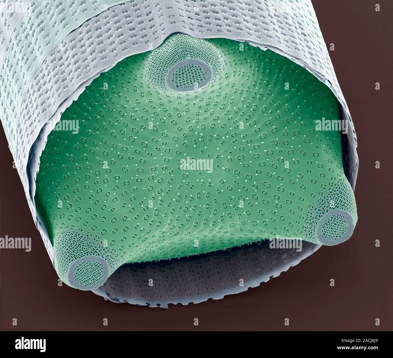 Diatom shell. Coloured scanning electron micrograph (SEM) of the shell