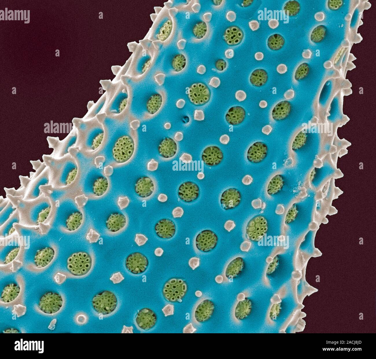 Diatom shell. Coloured scanning electron micrograph (SEM) of the shell