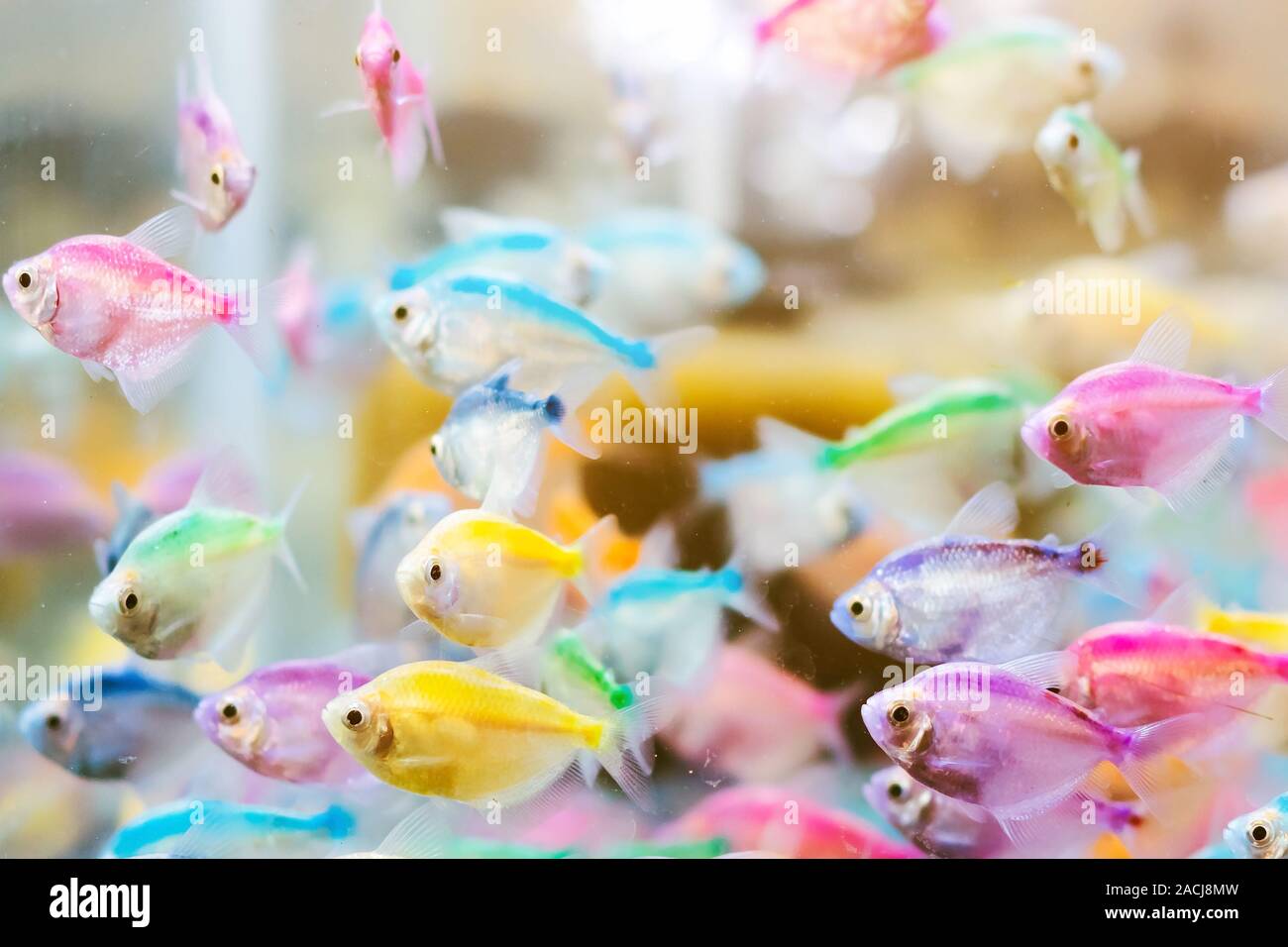 Colorful of small fish (Blue-banded Whiptail) or science name (Pentapodus setosus) swim in a fish tank for sale to be a cute pet. Selective focus. Stock Photo