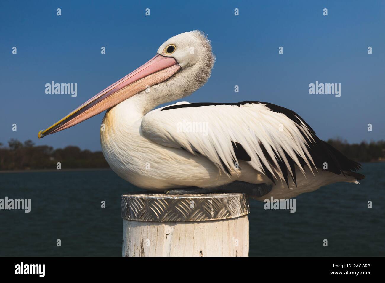 Close up of pelican resting on jetty pylon by river in Australia Stock Photo