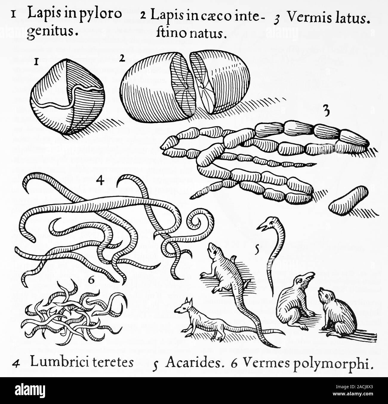 Human parasites. 1575 artwork of human parasites drawn by the Dutch