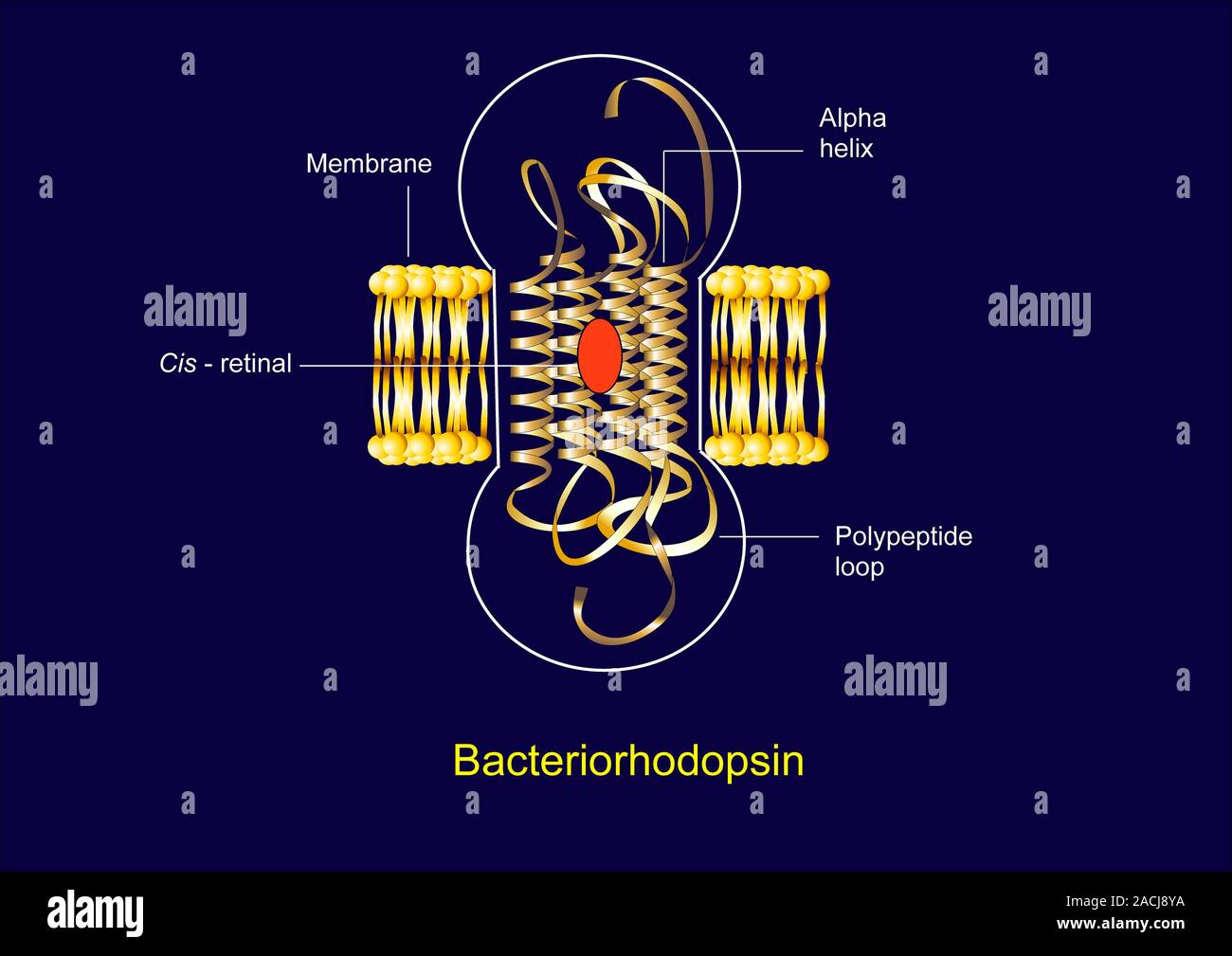 Bacteriorhodopsin. Diagram of the molecular structure of ...