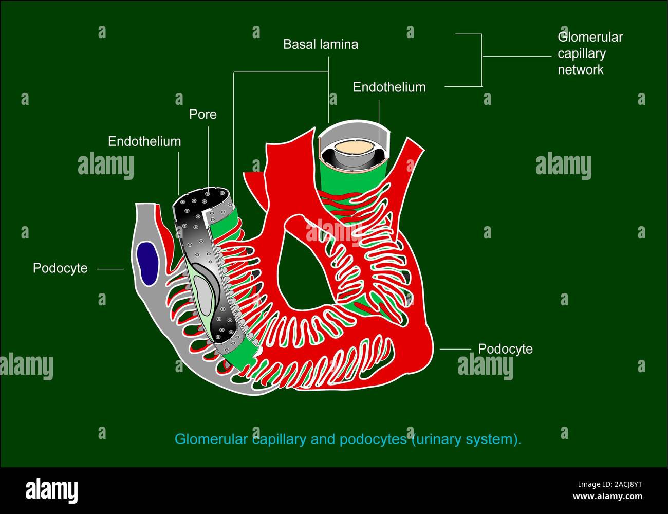 Glomerular Anatomy Diagram Of The Anatomical Structure Of A Glomerulus ...