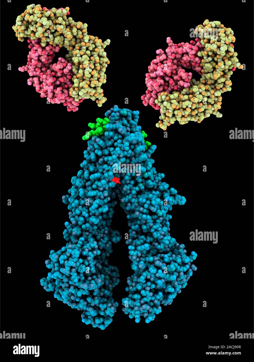 Antibodies and their antigen. Computer model showing the molecular