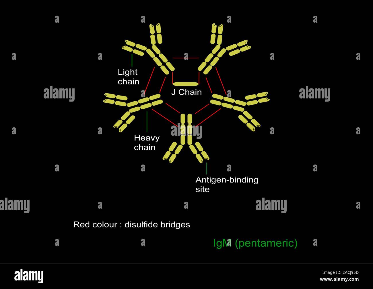 Immunoglobulin pentamer, computer artwork. Immunoglobulin (Ig) proteins