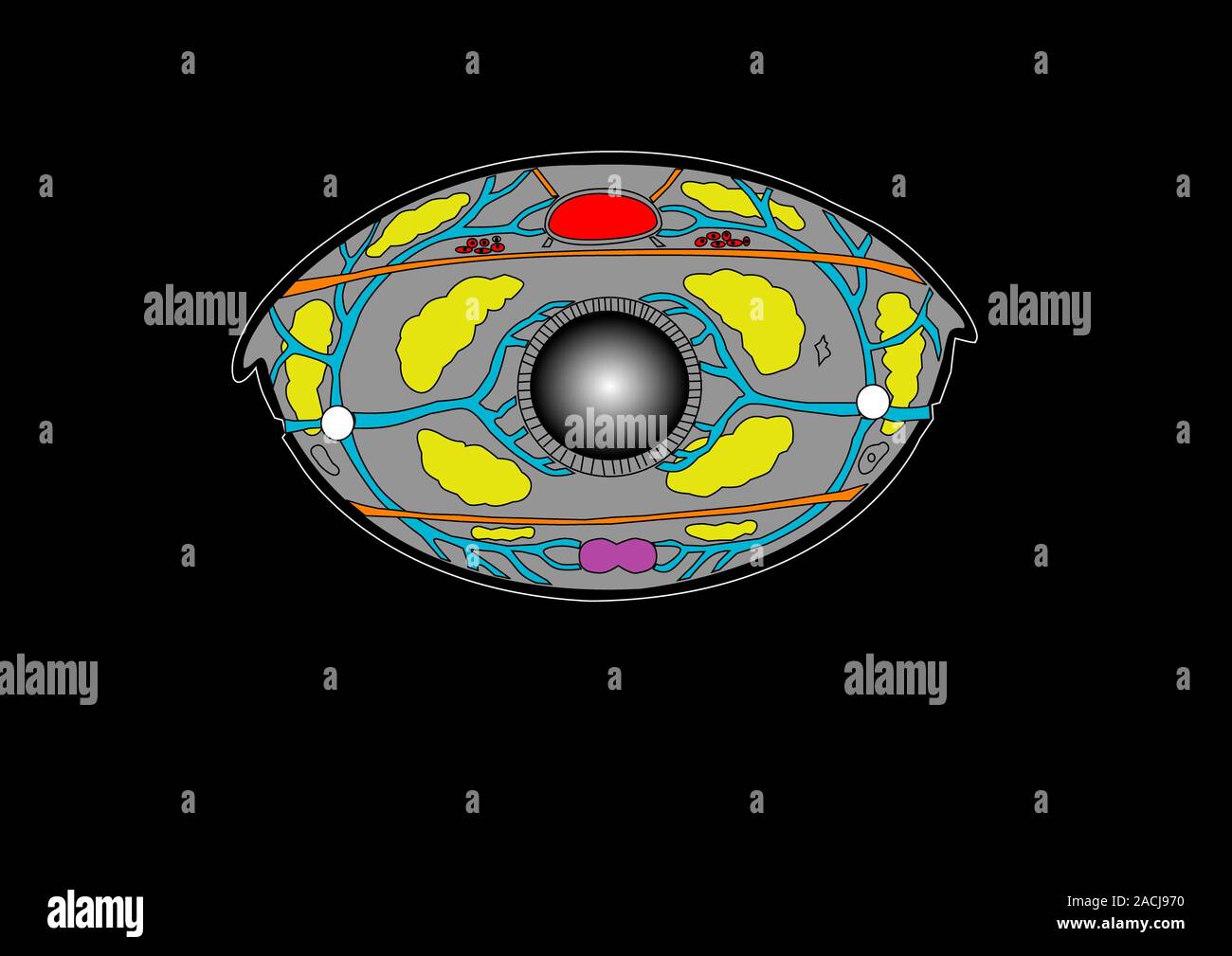 Insect anatomy. Computer artwork of a cross-section through the body of ...