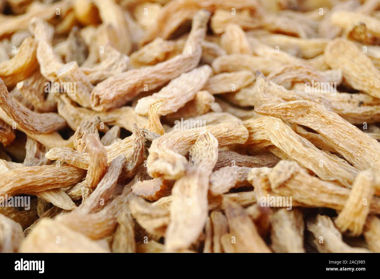 A close-up of the medicinal herb gastrodia elata Stock Photo - Alamy