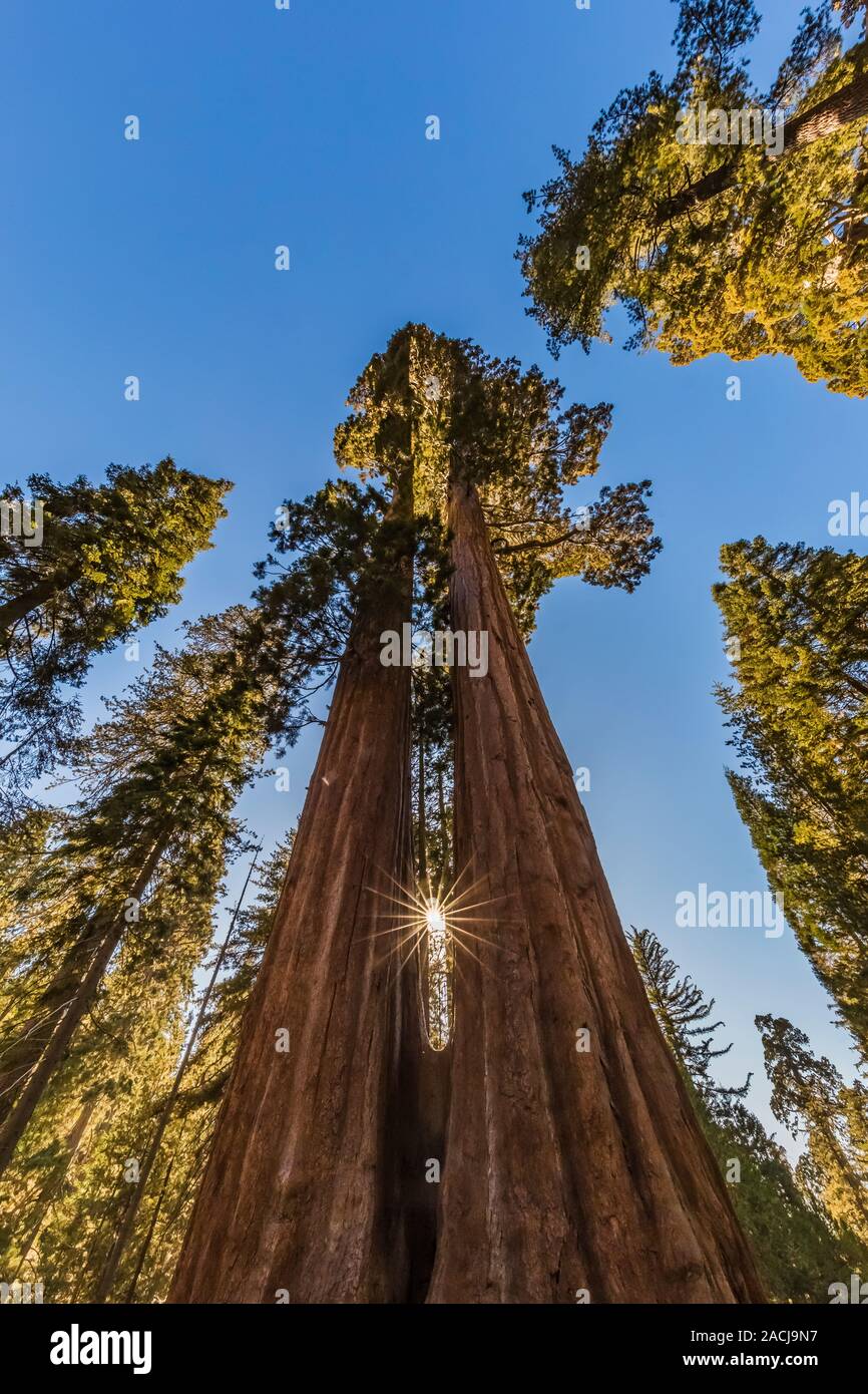 Awe-inspiring Twin Sisters, a pair of Giant Sequoia, Sequoiadendron giganteum, trees grown together in Grant Grove in Kings Canyon National Park, Cali Stock Photo