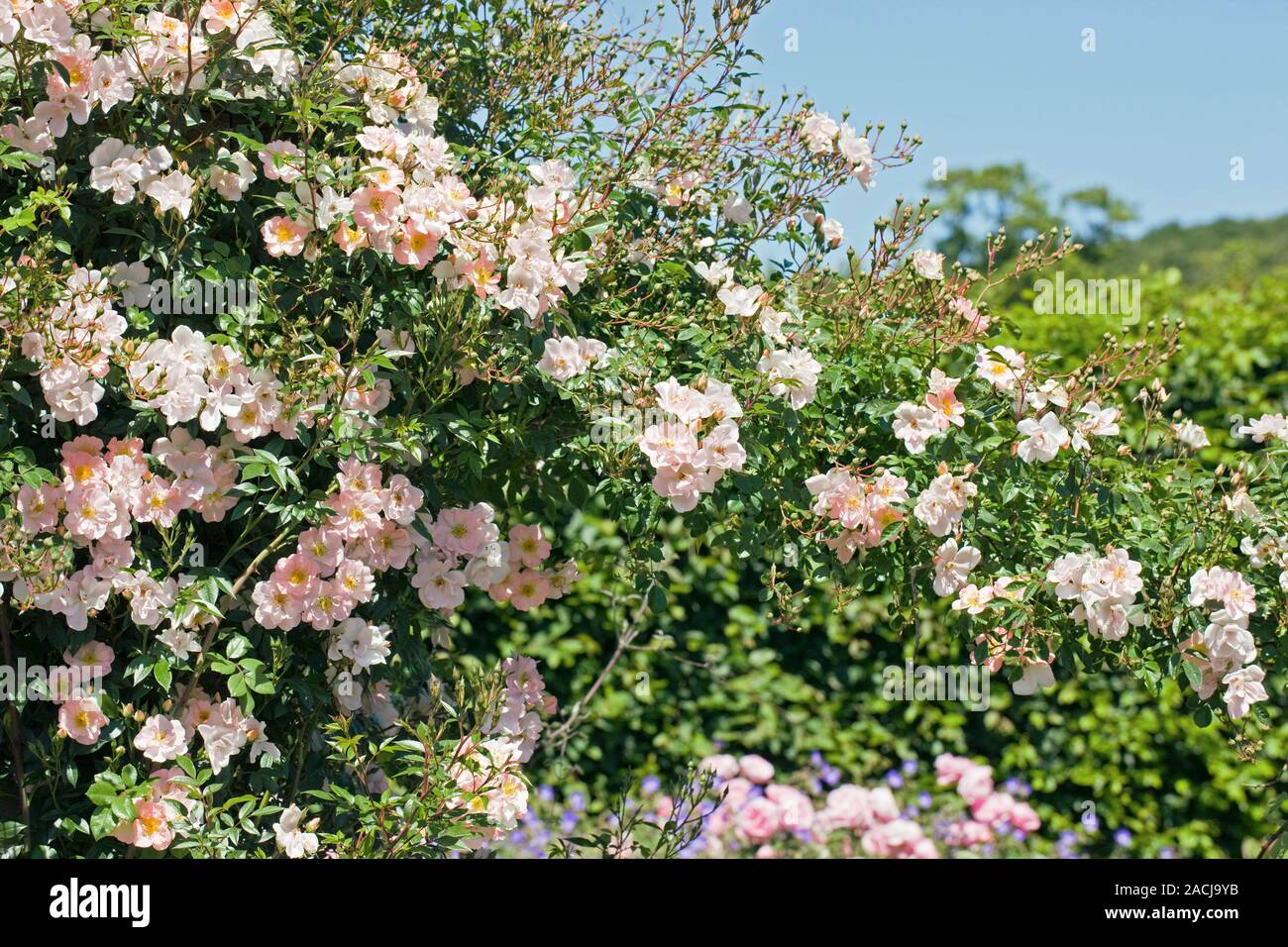 Debut Picture Roses Rose (Rosa 'Debutante') flowering in Summer Stock Photo - Alamy