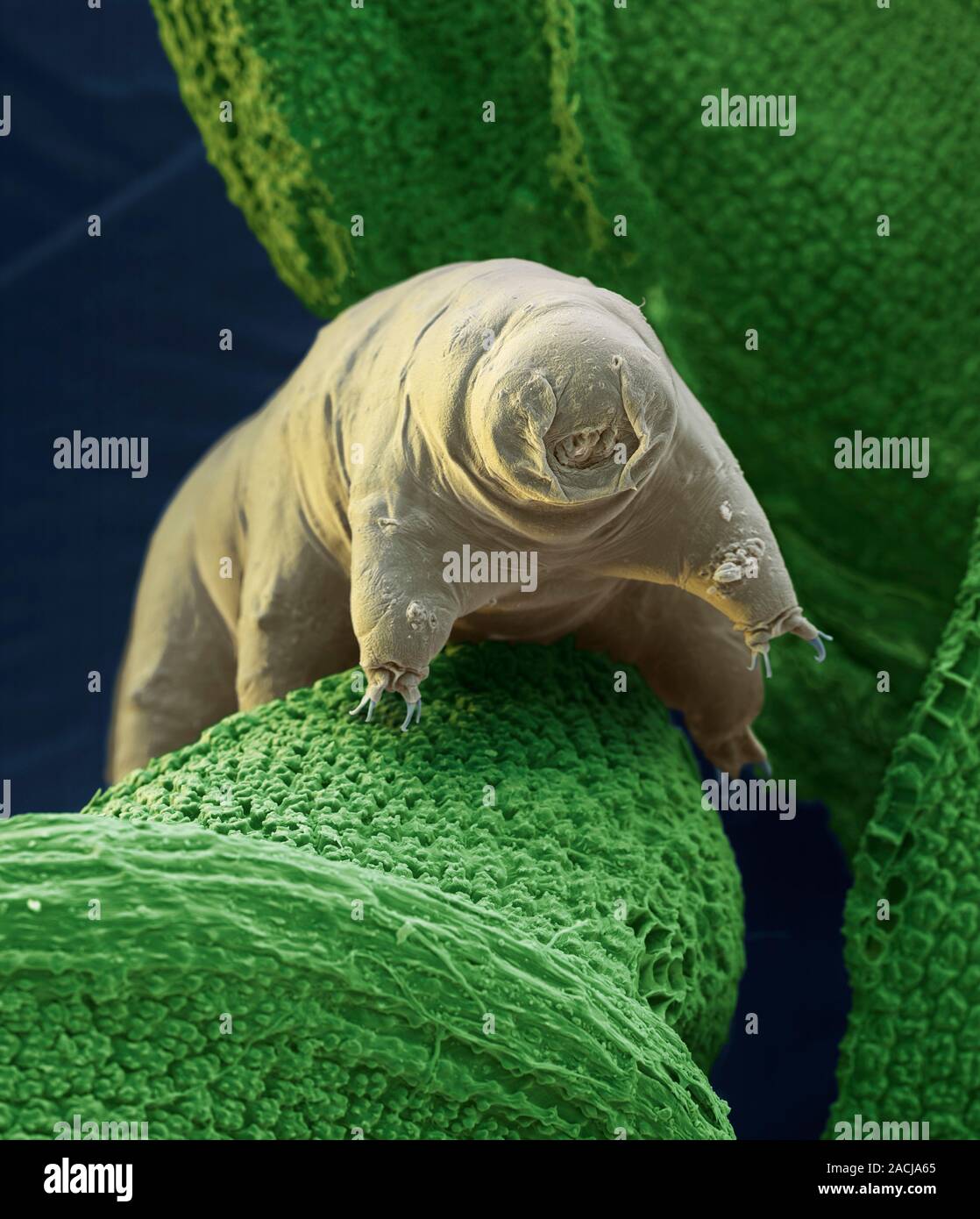Water bear. Coloured scanning electron micrograph (SEM) of a water bear
