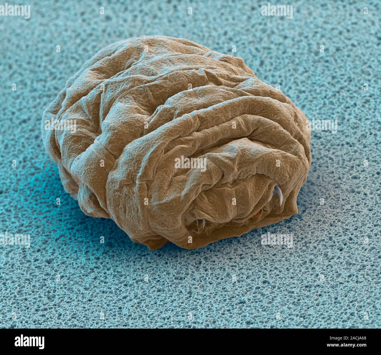 Water bear tun. Coloured scanning electron micrograph (SEM) of a water