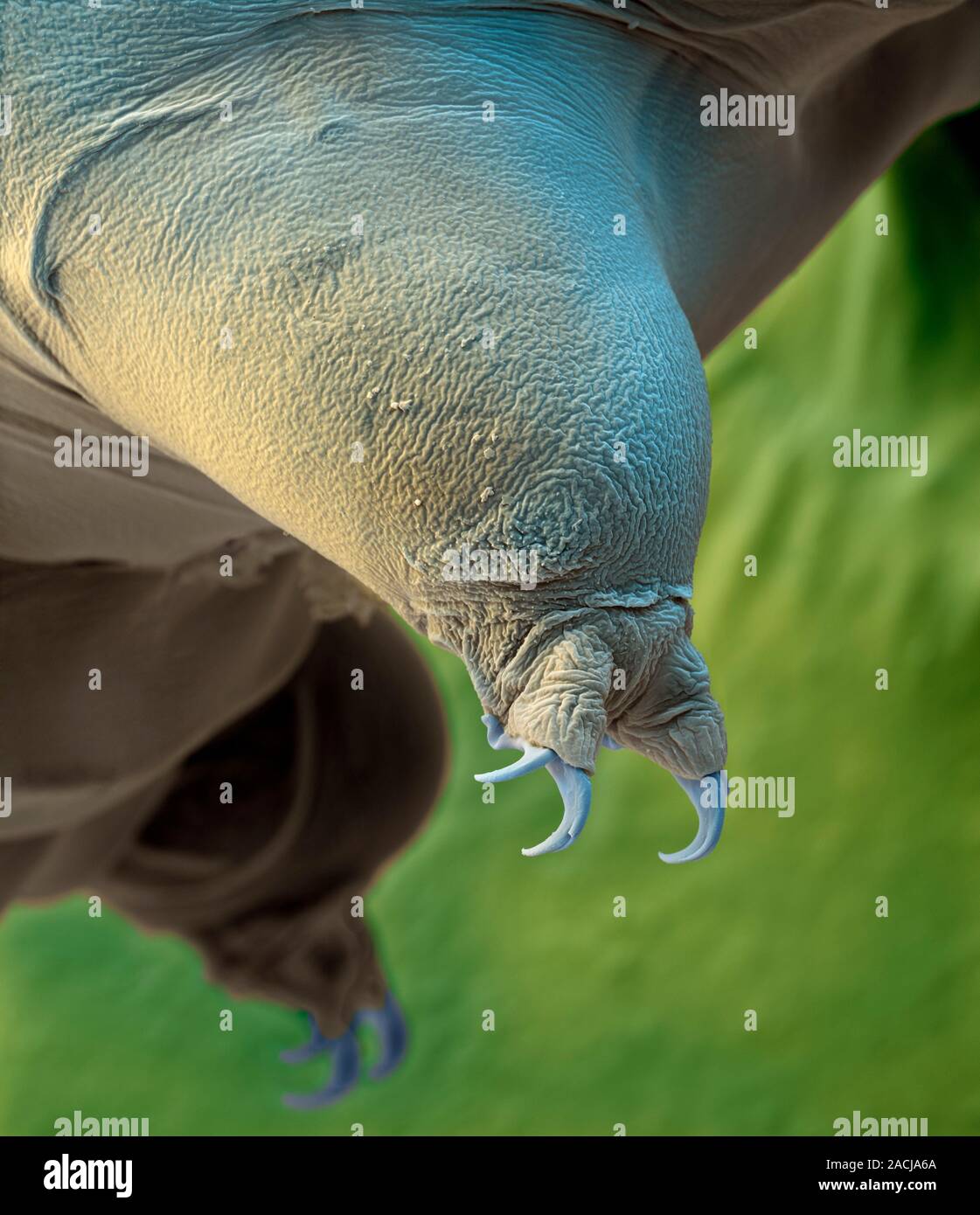 Water bear leg. Coloured scanning electron micrograph (SEM) of the leg