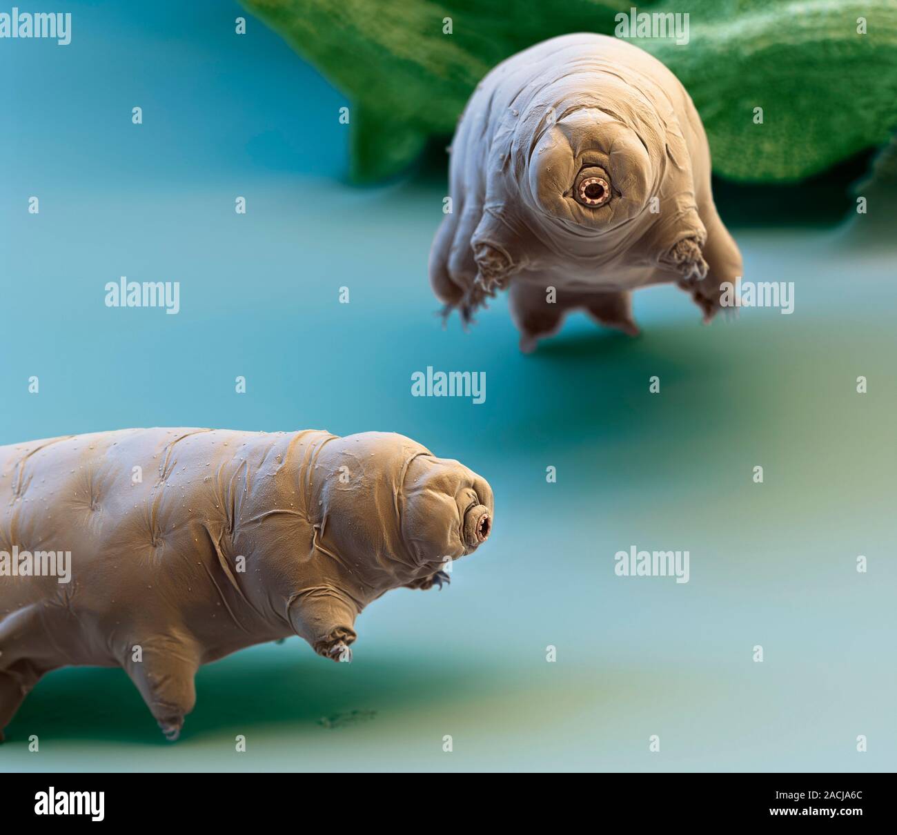 Water bears. Coloured scanning electron micrograph (SEM) of two water bears (Paramacrobiotus