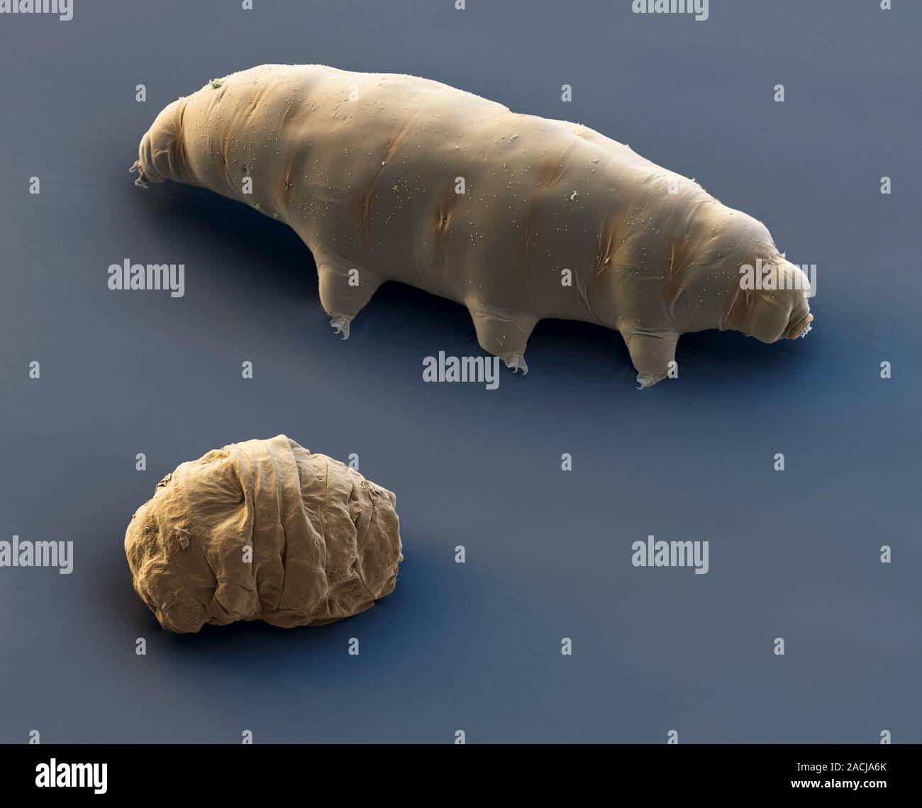 Water bear and tun. Coloured scanning electron micrograph (SEM) of a